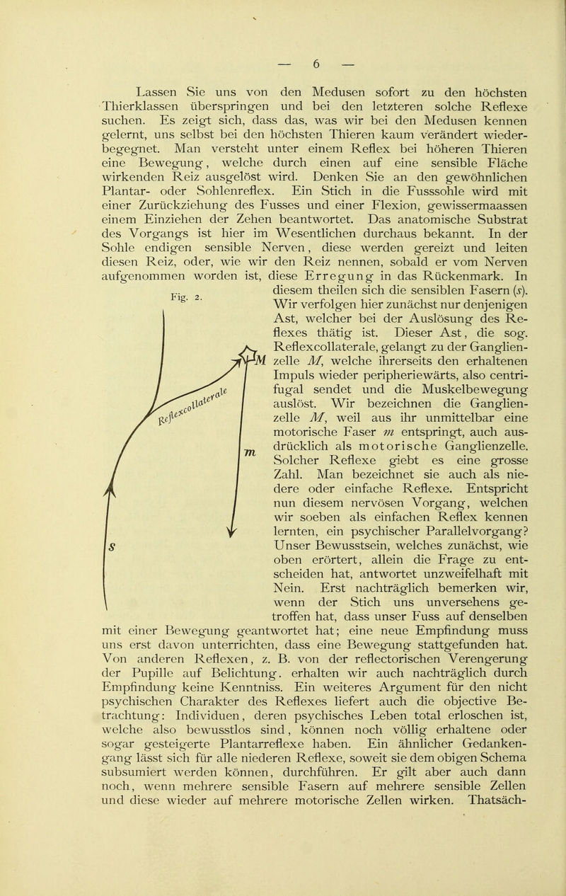 Fig. 2. Lassen Sie uns von den Medusen sofort zu den höchsten Thierklassen überspringen und bei den letzteren solche Reflexe suchen. Es zeigt sich, dass das, was wir bei den Medusen kennen gelernt, uns selbst bei den höchsten Thieren kaum verändert wieder- begegnet. Man versteht unter einem Reflex bei höheren Thieren eine Bewegung, welche durch einen auf eine sensible Fläche wirkenden Reiz ausgelöst wird. Denken Sie an den gewöhnlichen Plantar- oder Sohlenreflex. Ein Stich in die Fusssohle wird mit einer Zurückziehung des Fusses und einer Flexion, gewissermaassen einem Einziehen der Zehen beantwortet. Das anatomische Substrat des Vorgangs ist hier im Wesentlichen durchaus bekannt. In der Sohle endigen sensible Nerven, diese werden gereizt und leiten diesen Reiz, oder, wie wir den Reiz nennen, sobald er vom Nerven aufgenommen worden ist, diese Erregung in das Rückenmark. In diesem theilen sich die sensiblen Fasern (s). Wir verfolgen hier zunächst nur denjenigen Ast, welcher bei der Auslösung des Re- flexes thätig ist. Dieser Ast, die sog. ReflexcoUaterale, gelangt zu der Ganglien- zelle Äf, welche ihrerseits den erhaltenen Impuls wieder peripheriewärts, also centri- fugal sendet und die Muskelbewegung auslöst. Wir bezeichnen die Ganglien- zelle Äf, weil aus ihr unmittelbar eine motorische Faser m entspringt, auch aus- drücklich als motorische Ganglienzelle. Solcher Reflexe giebt es eine grosse Zahl. Man bezeichnet sie auch als nie- dere oder einfache Reflexe. Entspricht nun diesem nervösen Vorgang, welchen wir soeben als einfachen Reflex kennen lernten, ein psychischer Parallel vor gang? Unser Bewusstsein, welches zunächst, wie oben erörtert, allein die Frage zu ent- scheiden hat, antwortet unzweifelhaft mit Nein. Erst nachträglich bemerken wir, wenn der Stich uns unversehens ge- troffen hat, dass unser Fuss auf denselben mit einer Bewegung geantwortet hat; eine neue Empfindung muss uns erst davon unterrichten, dass eine Bewegung stattgefunden hat. Von anderen Reflexen, z. B. von der reflectorischen Verengerung der Pupille auf Belichtung, erhalten wir auch nachträglich durch Empfindung keine Kenntniss. Ein weiteres Argument für den nicht psychischen Charakter des Reflexes liefert auch die objective Be- trachtung: Individuen, deren psychisches Leben total erloschen ist, welche also bewusstlos sind, können noch völlig erhaltene oder sogar gesteigerte Plantarreflexe haben. Ein ähnlicher Gedanken- gang lässt sich für alle niederen Reflexe, soweit sie dem obigen Schema subsumiert werden können, durchführen. Er gilt aber auch dann noch, wenn mehrere sensible Fasern auf mehrere sensible Zellen und diese wieder auf mehrere motorische Zellen wirken. Thatsäch-