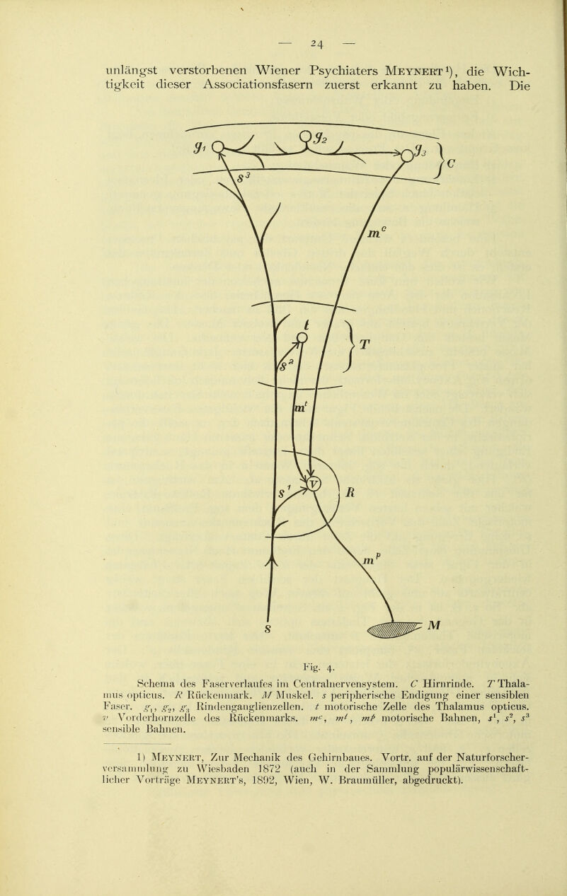 unlängst verstorbenen Wiener Psychiaters Meynert^), die Wich- tigkeit dieser Associationsfasern zuerst erkannt zu haben. Die C Fig. 4. Schema des Faserverlaufes im Centrainervensystem. C Hirnrinde. 7 Thala- mus opticus. R Rückenmark. ÄI Muskel, s peripherische Endigung einer sensiblen Faser. ^,, g^^ g^ Rindenganglienzellen. i motorische Zelle des Thalamus opticus. i> Vorderliornzelle des Rückenmarks, /w^, w^, mP motorische Bahnen, s^, s^, sensible Bahnen. 1) Meynert, Zur Mechanik des Gehirnbaues. Vortr. auf der Naturforscher- versammlung zu Wiesbaden 1872 (auch in der Sammlung populärwissenschaft- licher Vorträge Meynert's, 1892, Wien, W. Braumüller, abgedruckt).