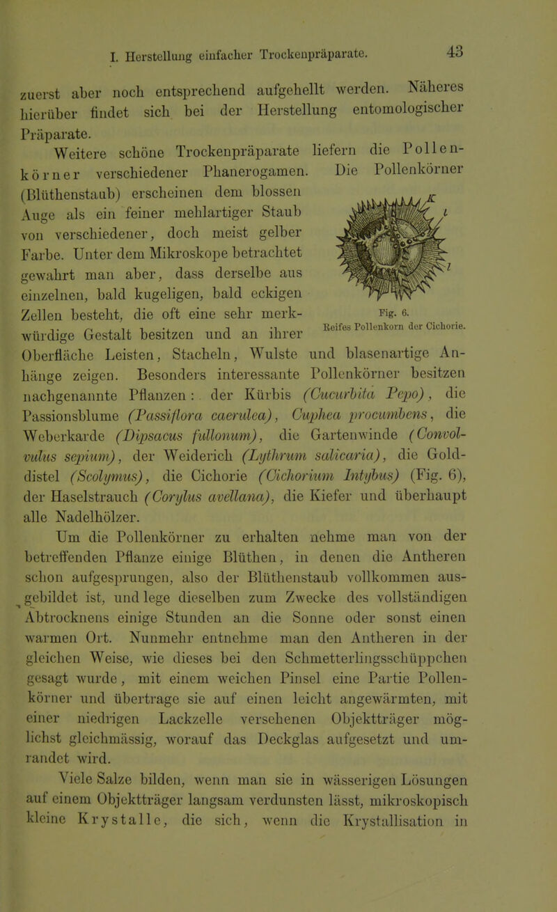 zuerst aber noch entsprechend aufgehellt werden. Näheres hierüber findet sich bei der Herstellung entomologischer Präparate. Weitere schöne Trockenpräparate liefern die Pollen- körner verschiedener Phanerogamen. Die Pollenkörner (Blüthenstaub) erscheinen dem blossen Auge als ein feiner mehlartiger Staub von verschiedener, doch meist gelber Farbe. Unter dem Mikroskope betrachtet gewahrt man aber, dass derselbe aus einzelnen, bald kugeligen, bald eckigen Zellen besteht, die oft eine sehr merk- Kg- 6. 1 .1 Reifes Pollenkorn der Cicliorie. würdige Gestalt besitzen und an ihrer Oberfläche Leisten, Stacheln, Wulste und blasenartige An- hänge zeigen. Besonders interessante Pollenkörner besitzen iiachgenannte Pflanzen: der Kürbis (GucuMta Fepo), die Passionsblume (Fassiflora caerulea), Guphea procumbens ^ die Weberkarde (Dipsacus fullonum), die Garteuwinde (Gonvol- mdus scpium), der Weiderich (Lythrum salkaria), die Gold- distel (Scolynms), die Cichorie (OicJiorium Intyhus) (Fig. 6), der Haselstrauch (Corylus aveUana), die Kiefer und überhaupt alle Nadelhölzer. Um die Pollenkörner zu erhalten nehme man von der betreft'enden Pflanze einige Blüthen, in denen die Antheren schon aufgesprungen, also der Blüthenstaub vollkommen aus- ^ gebildet ist, und lege dieselben zum Zwecke des vollständigen Abtrocknens einige Stunden an die Sonne oder sonst einen warmen Ort. Nunmehr entnehme man den Antheren in der gleichen Weise, wie dieses bei den Schmetterlingsschüppchen gesagt wurde, mit einem weichen Pinsel eine Partie Pollen- körner und übertrage sie auf einen leicht angewärmten, mit einer niedrigen Lackzelle versehenen Objektträger mög- lichst gleichmässig, worauf das Deckglas aufgesetzt und um- randet wird. Viele Salze bilden, wenn man sie in wässerigen Lösungen auf einem Objektträger langsam verdunsten lässt, mikroskopisch kleine Krystalle, die sich, wenn die KrystaUisation in