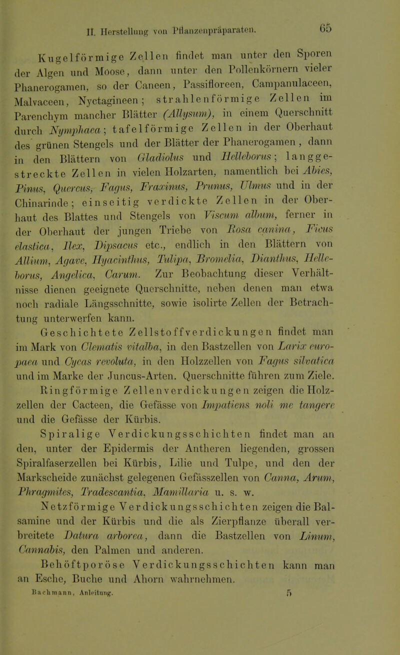 Kugelförmige Zellen findet man unter den Sporen der Algen und Moose, dann unter den Pollenkörnern vieler Phanerogamen, so der Caneen, Passifloreen, Campanulaceen, Malvaccen, Nyctagineen ; strahlenförmige Zellen im Parencbym mancher Blätter (AUysum), in einem Querschnitt durch Nymphanci] tafelförmige Zellen in der Oberhaut des grünen Stengels und der Blätter der Phanerogamen , dann in den Blättern von Gladiolus und Eellehorus; langge- streckte Zellen in vielen Holzarten, namentlich bei ^fe, Pinus, Qiierms, Fagtif;, Fraxinus, Prunus, TJlmus und in der Chinarinde; einseitig verdickte Zellen in der Ober- haut des Blattes und Stengels von Viscuni nlhum, ferner in der Oberhaut der jungen Triebe von Rosa canina, Ficus elaslica, Hex, Bipsacus etc., endlich in den Blättern von ÄlUum, Agave, HyacintJms, Tidipa, Bromelia, Bianthus, Helle- horus, Angelica, Carum. Zur Beobachtung dieser Verhält- nisse dienen geeignete Querschnitte, neben denen man etwa noch radiale Längsschnitte, sowie isolirte Zellen der Betrach- tung unterwerfen kann. Geschichtete Zellstoffverdickungen findet man im Mark von Glematis vitaTba, in den Bastzellen von Larix euro- paea und Cycas revoluta, in den Holzzellen von Fagus silvatica und im Marke der Juncus-Arten. Querschnitte führen zum Ziele, Ringförmige Z ellenverdicku nge n zeigen die Holz- zellen der Cacteen, die Gefässe von Impatiens noli me längere und die Gefässe der Kürbis. Spiralige Verdickungsschichten findet man an den, unter der Epidermis der Antheren liegenden, grossen Spiralfaserzellen bei Kürbis, Lilie und Tulpe, und den der Markscheide zunächst gelegenen Gefässzellen von Canna, Arum, Phragmites, Tradescantia, Mamillaria u. s. w. Netzförmige Verdickungsschichten zeigen die Bal- samine und der Kürbis und die als Zierpflanze überall ver- breitete Datura arhorea, dann die Bastzellen von Limmi, Cannabis, den Palmen und anderen. Behöftporöse Verdickungsschichten kann man an Esche, Buche und Ahorn wahrnehmen. Bachmann, Anleitung. 5