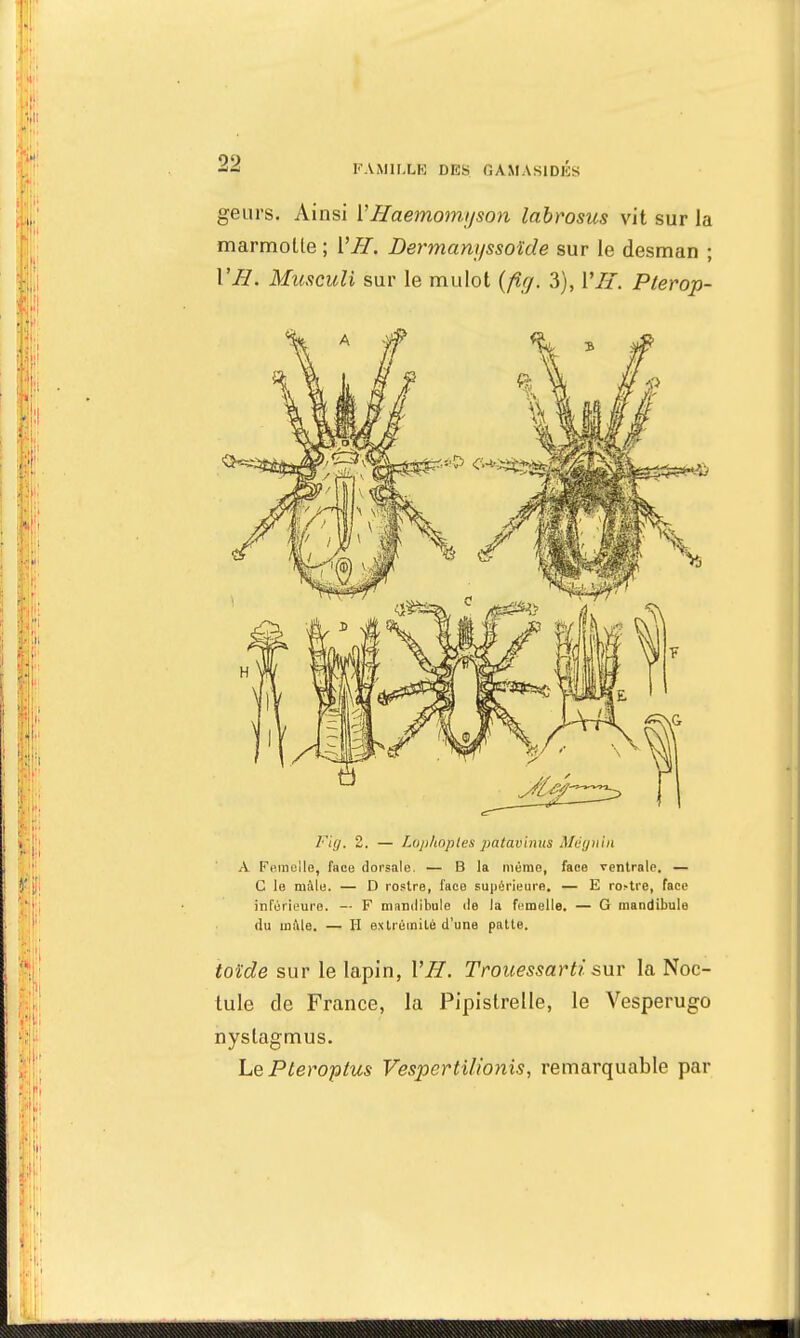 K.YMHXK DES GAMAS1DES geurs. Ainsi V Ilaemomijson labrosus vit sur la marmotte; VII. Dermanyssoïde sur le desman ; YH. Musculi sur le mulot (fig. 3), VII. Plerop- F'kj. 2. — Lojihopies patavinus Mègnln A Femelle, face dorsale. — B la même, face ventrale. — C le mâle. — D rostre, l'ace supérieure. — E ro>trc, face inférieure. — F mandibule île la femelle. — G mandibule du maie. — H extrémité d'une patte. toïde sur le lapin, VII. Trouessarti sur la Noc- tule de France, la Pipistrelle, le Vesperugo nystagmus. LePteroptus Vespertilionis, remarquable par