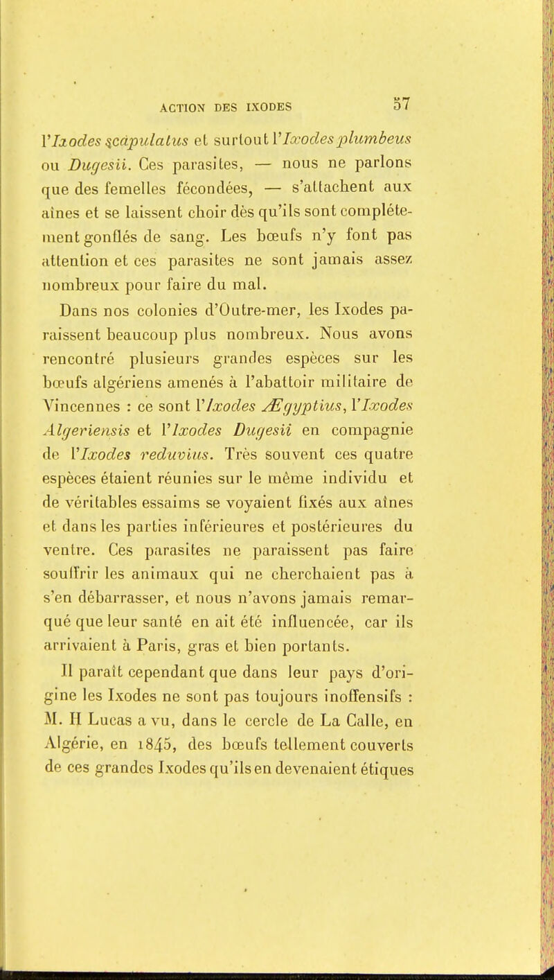 Y Ixodes scàpulatus et surtout Y Ixodes plumbeus ou Dugesii. Ces parasites, — nous ne parlons que des femelles fécondées, — s'attachent aux aines et se laissent choir dès qu'ils sont complète- ment gonflés de sang. Les bœufs n'y font pas attention et ces parasites ne sont jamais assez nombreux pour faire du mal. Dans nos colonies d'Outre-mer, les Ixodes pa- raissent beaucoup plus nombreux. Nous avons rencontré plusieurs grandes espèces sur les bœufs algériens amenés à l'abattoir militaire de Vincennes : ce sont Y Ixodes AZgyptius, Y Ixodes Algeriensis et Y Ixodes Dugesii en compagnie de YIxodes reduvius. Très souvent ces quatre espèces étaient réunies sur le même individu et de véritables essaims se voyaient fixés aux aines et dans les parties inférieures et postérieures du ventre. Ces parasites ne paraissent pas faire soulfrir les animaux qui ne cherchaient pas à s'en débarrasser, et nous n'avons jamais remar- qué que leur santé en ait été influencée, car ils arrivaient à Paris, gras et bien portants. II paraît cependant que dans leur pays d'ori- gine les Ixodes ne sont pas toujours inoffensifs : M. H Lucas a vu, dans le cercle de La Calle, en Algérie, en 1845, des bœufs tellement couverts de ces grandes Ixodes qu'ils en devenaient étiques