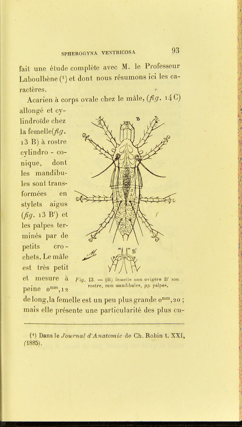 SPHEROGYNA VENTRICOSA. fait une étude complète avec M. le Professeur Laboulbène (*) et dont nous résumons ici les ca- ractères. Acarien à corps ovale chez le mâle, (fig. i4C) allongé et cy- lindroïde chez la femelle^. i3 B) à rostre cylindro - co- nique, dont les mandibu- les sont trans- formées en stylets aigus {fig. i3 B') et les palpes ter- minés par de petits cro- chets. Le mâle est très petit et mesure à peine omm,i2 de long,la femelle est un peu plus grande omm,20 ; mais elle présente une particularité des plus CU- Fil/. 13. — (B) femelle non ovigère B' son rostre, mm mandibules, pp palpes. (') Dans le Journal d'Anatomie de Ch. Robin t. XXI, fi885).