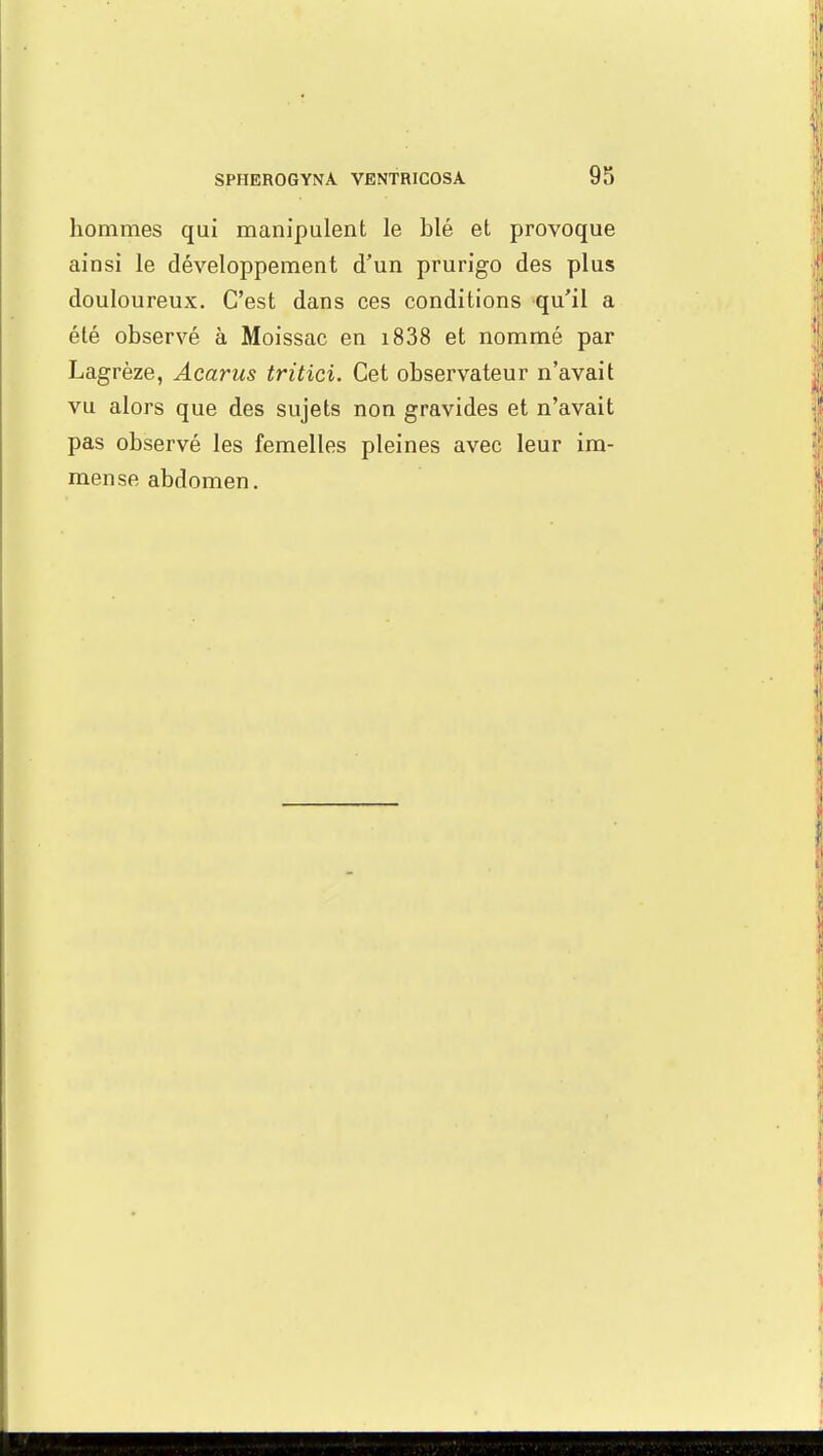 hommes qui manipulent le blé et provoque ainsi le développement d'un prurigo des plus douloureux. C'est dans ces conditions qu'il a été observé à Moissac en 1838 et nommé par Lagrèze, Acarus tritici. Cet observateur n'avait vu alors que des sujets non gravides et n'avait pas observé les femelles pleines avec leur im- mense abdomen.