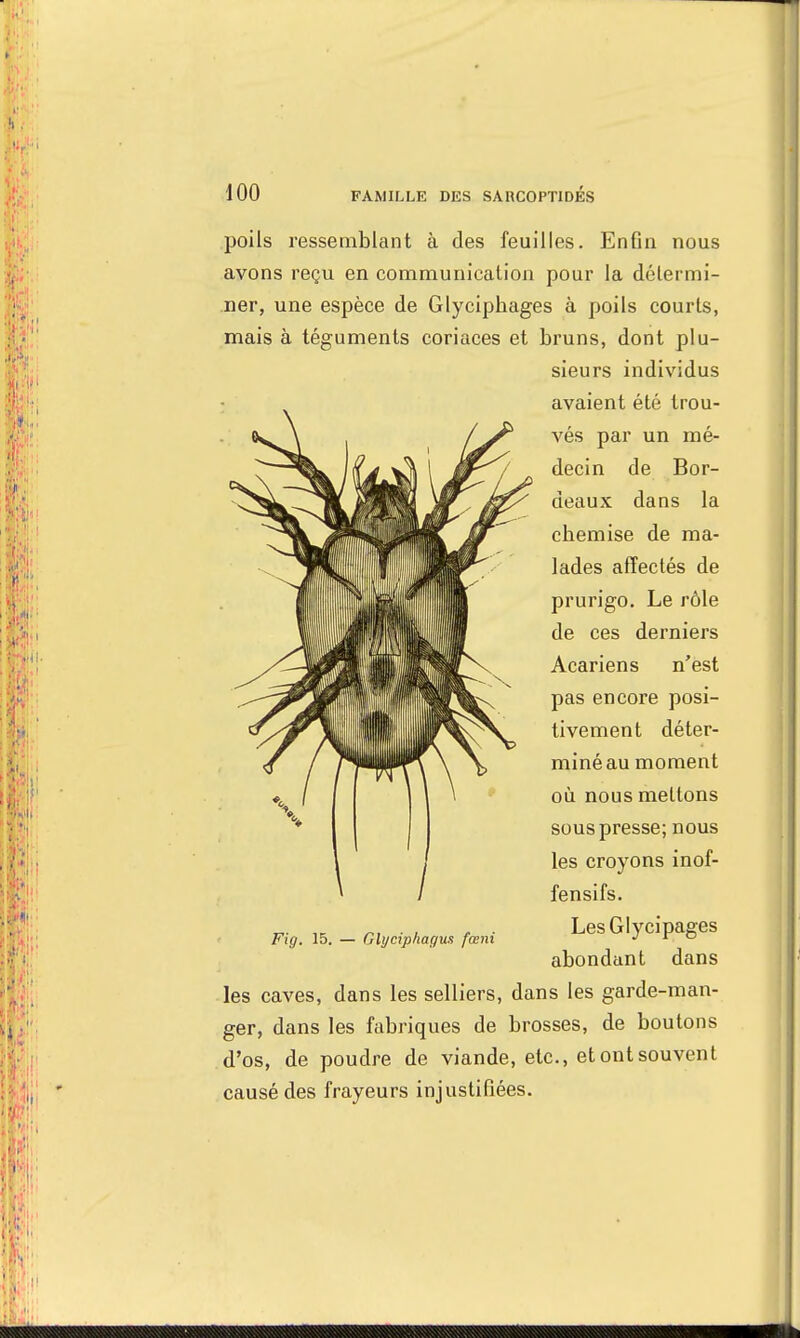 poils ressemblant à des feuilles. Enfin nous avons reçu en communication pour la détermi- ner, une espèce de Glyciphages à poils courts, mais à téguments coriaces et bruns, dont plu- sieurs individus avaient été trou- vés par un mé- decin de Bor- deaux dans la cbemise de ma- lades affectés de prurigo. Le rôle de ces derniers Acariens n'est pas encore posi- tivement déter- miné au moment où nous mettons sous presse; nous les croyons inof- fensifs. LesGlycipages abondant dans les caves, dans les selliers, dans les garde-man- ger, dans les fabriques de brosses, de boutons d'os, de poudre de viande, etc., et ont souvent causé des frayeurs injustifiées. Fig. 15. — Glyciphagus fœni