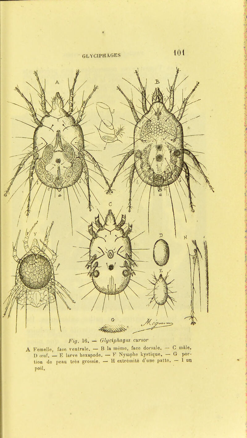 « Fia. 16. — Glyciphagus cursor A Femelle, face ventrale. — B la mémo, faeo dorsale. — C mâle. I) œuf. — E larve hexapode. — F Nymphe kystique. — G por- tion de peau très grossie. — H extrémité d'une patte. — 1 un poil.