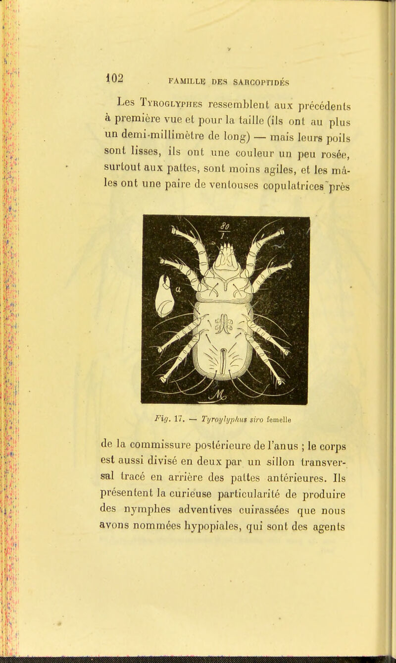 Les Tyroglypiies ressemblent aux précédents à première vue et pour la taille (ils ont au plus un demi-millimètre de long) — mais leurs poils sont lisses, ils ont une couleur un peu rosée, surtout aux pattes, sont moins agiles, et les mâ- les ont une paire de ventouses copulalrices près Fiff. 17, — Tyroylyphus siro femelle de la commissure postérieure de l'anus ; le corps est aussi divisé en deux par un sillon transver- sal tracé en arrière des pattes antérieures. Ils présentent la curieuse particularité de produire des nymphes adventives cuirassées que nous avons nommées hypopiales, qui sont des agents