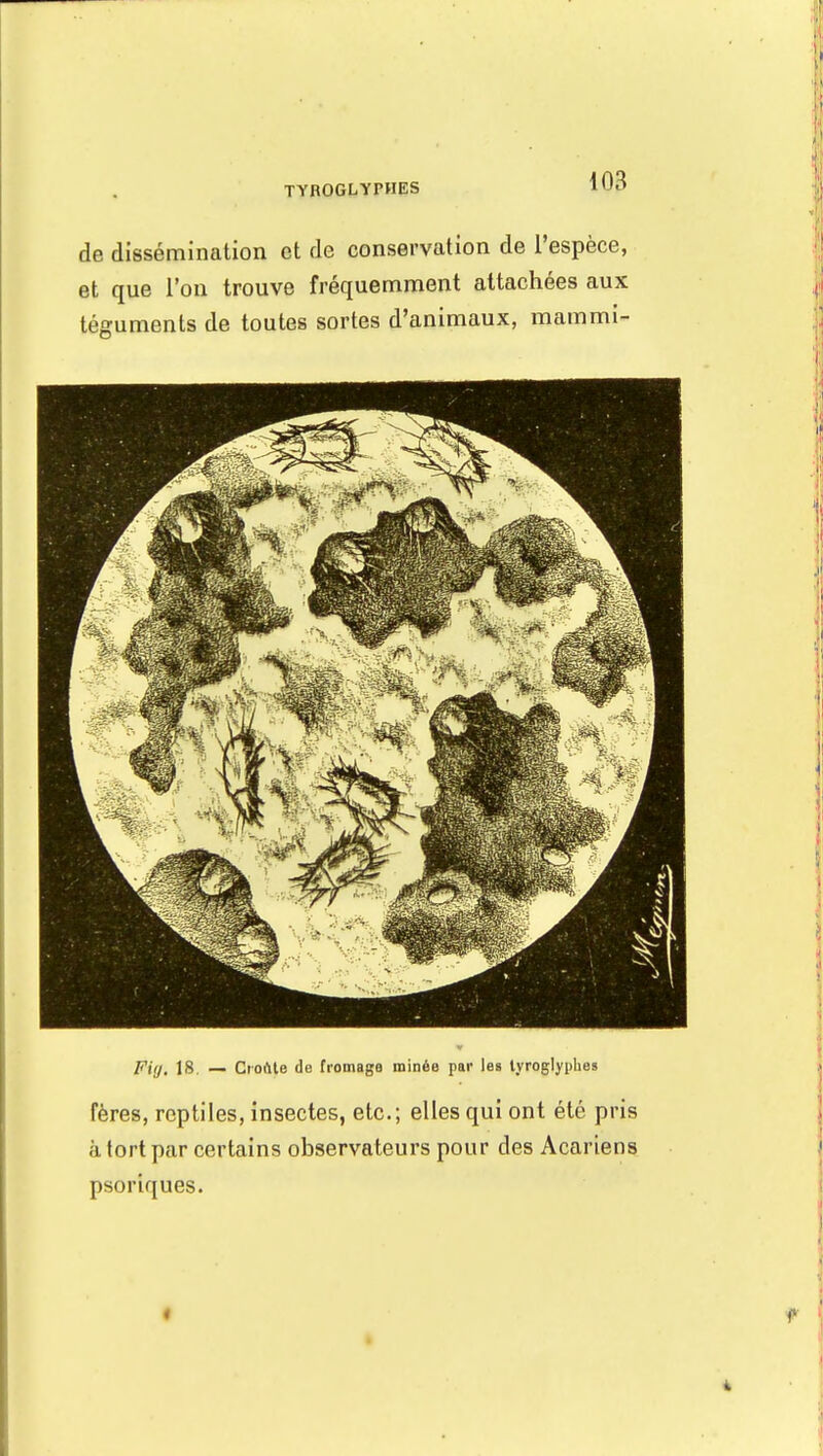 TYROGLYPHES de dissémination et de conservation de l'espèce, et que l'on trouve fréquemment attachées aux téguments de toutes sortes d'animaux, mammi- Fiy, 18. — Croûte de fromage minée par les lyroglyphes fères, reptiles, insectes, etc.; elles qui ont été pris ;ï tort par certains observateurs pour des Acariens psoriques.