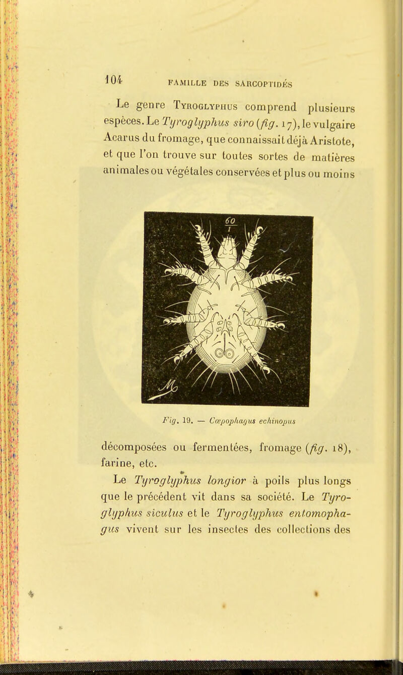 Le genre Tyroglyphus comprend plusieurs espèces. Le Tyroglyphus siro (fig. 17), le vulgaire Acarus du fromage, que connaissait déjà Aristote, et que l'on trouve sur toutes sortes de matières animales ou végétales conservées et plus ou moins Fig. 19. — Cœpophar/us echinopiis décomposées ou fermentées, fromage (fig. 18), farine, etc. Le Tyroglyphus longior à poils plus longs que le précédent vit dans sa société. Le Tyro- glyphus siculus et le Tyroglyphus entomopha- gus vivent sur les insectes des collections des