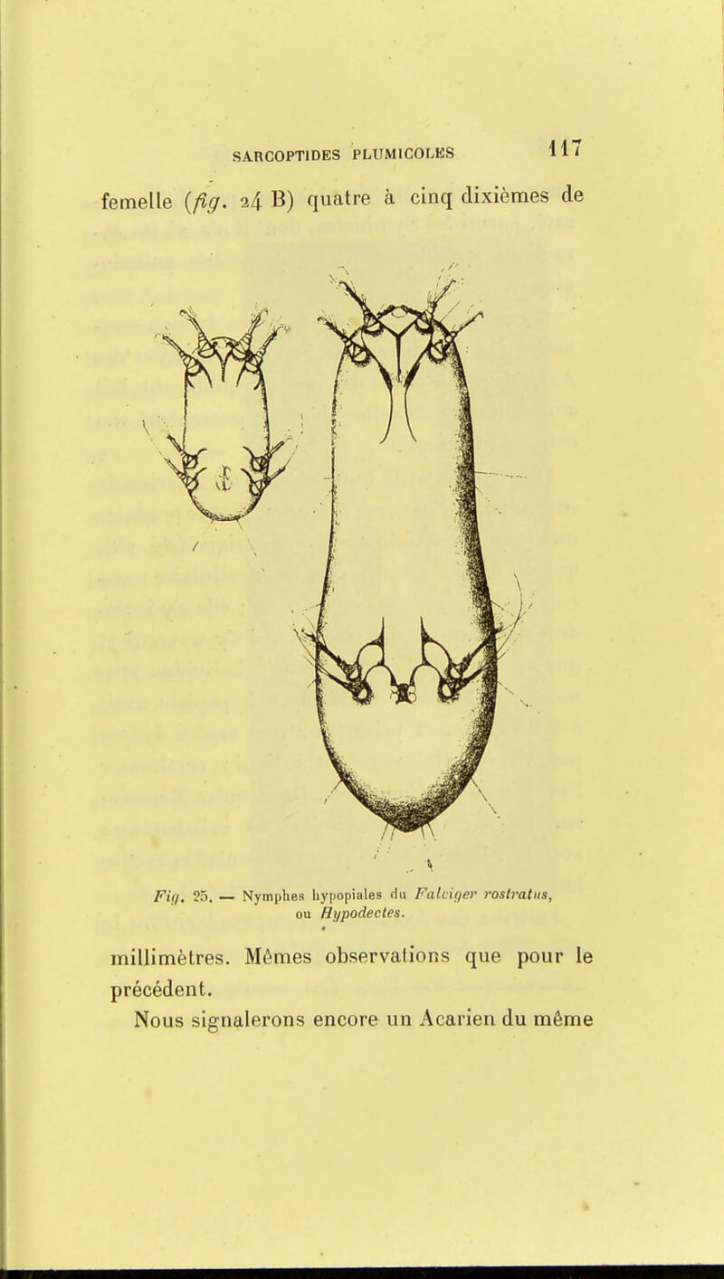 femelle {fig. B) quatre à cinq dixièmes de Fit/. 25. — Nymphes hypopiales du Falciyer rostratus, ou Hypodectes. millimètres. Mêmes observations que pour le précédent. Nous signalerons encore un Acarien du même