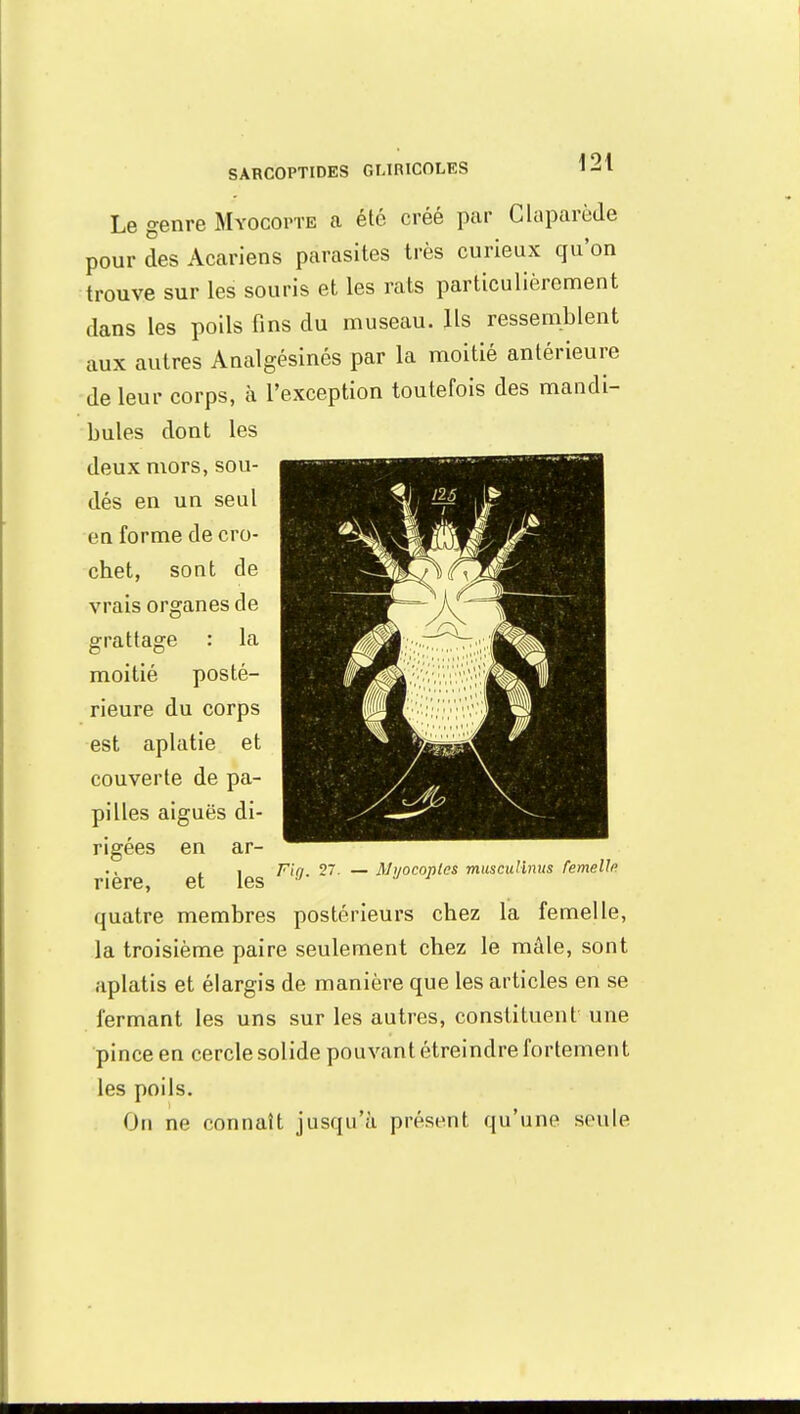 Le genre Myocopte a été créé par Claparède pour des Acariens parasites très curieux qu'on trouve sur les souris et les rats particulièrement dans les poils fins du museau. Ils ressemblent aux autres Analgésinés par la moitié antérieure de leur corps, à l'exception toutefois des mandi- bules dont les deux mors, sou- dés en un seul en forme de cro- chet, sont de vrais organes de grattage : la moitié posté- rieure du corps est aplatie et couverte de pa- pilles aiguës di- rigées en ar- , , Fir/. 2. — Myocoples muscuHnus femelle ri ère, et les quatre membres postérieurs chez la femelle, la troisième paire seulement chez le mâle, sont aplatis et élargis de manière que les articles en se fermant les uns sur les autres, constituent une pince en cercle solide pouvant étreindre fortement les poils. On ne connaît jusqu'à présent qu'une seule