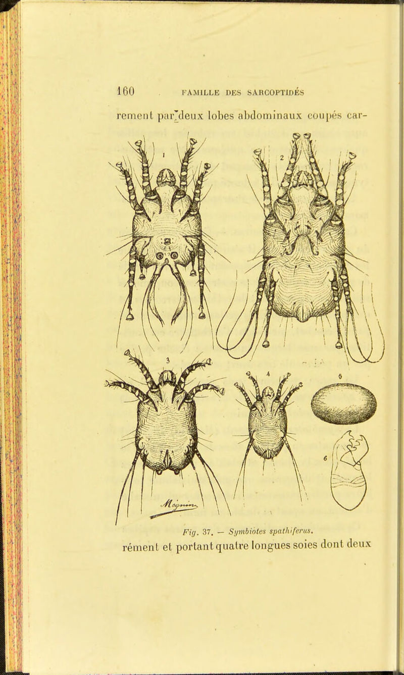 rement par'deux lobes abdominaux coupés car- Fig. 37. — Symbioles spathiferus. rément et portant quatre longues soies dont deux