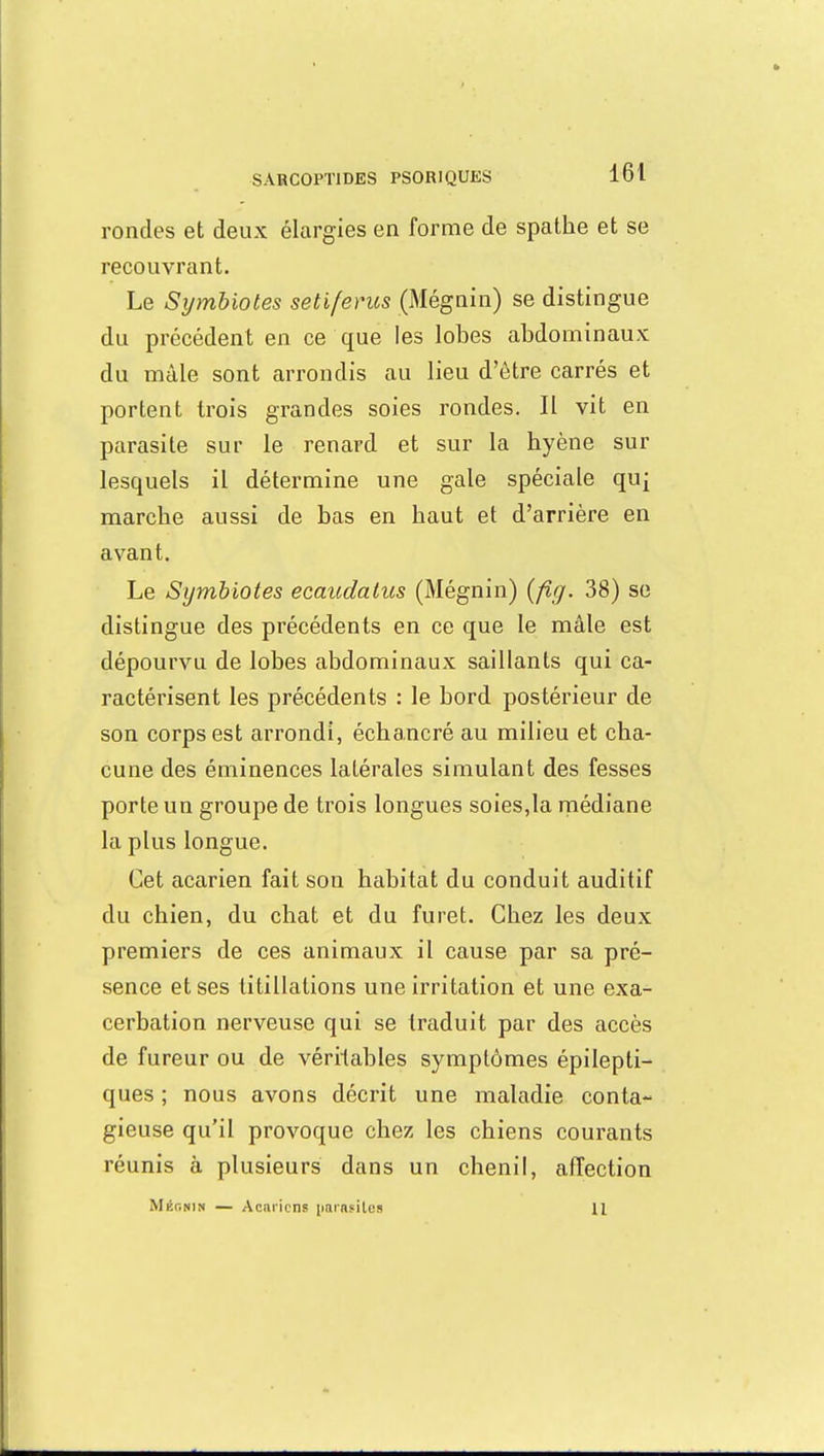 rondes et deux élargies en forme de spathe et se recouvrant. Le Symbiotes seti férus (Mégnin) se distingue du précédent en ce que les lobes abdominaux du mâle sont arrondis au lieu d'être carrés et portent trois grandes soies rondes. Il vit en parasite sur le renard et sur la hyène sur lesquels il détermine une gale spéciale qu| marche aussi de bas en haut et d'arrière en avant. Le Symbiotes ecaudatus (Mégnin) (fig. 38) se distingue des précédents en ce que le mâle est dépourvu de lobes abdominaux saillants qui ca- ractérisent les précédents : le bord postérieur de son corps est arrondi, échancré au milieu et cha- cune des éminences latérales simulant des fesses porte un groupe de trois longues soies,la médiane la plus longue. Cet acarien fait sou habitat du conduit auditif du chien, du chat et du furet. Chez les deux premiers de ces animaux il cause par sa pré- sence et ses titillations une irritation et une exa- cerbation nerveuse qui se traduit par des accès de fureur ou de véritables symptômes épilepti- ques ; nous avons décrit une maladie conta- gieuse qu'il provoque chez les chiens courants réunis à plusieurs dans un chenil, affection M linNIN — Acariens parasites 11