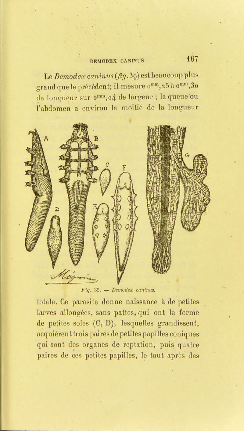 DEMODEX CANINUS Le Demodex canimis (fig-fy) est beaucoup plus grand que le précédent; il mesure omm,25 à omm,3o de longueur sur omm,<4 de largeur ; la queue ou l'abdomen a environ la moitié de la longueur Fiq. 39. — Demodex caninas. totale. Ce parasite donne naissance à de petites larves allongées, sans pattes, qui ont la forme de petites soles (C, D), lesquelles grandissent, acquièren t trois paires de petites papilles coniques qui sont des organes de reptation, puis quatre s paires de ces petites papilles, le tout après des