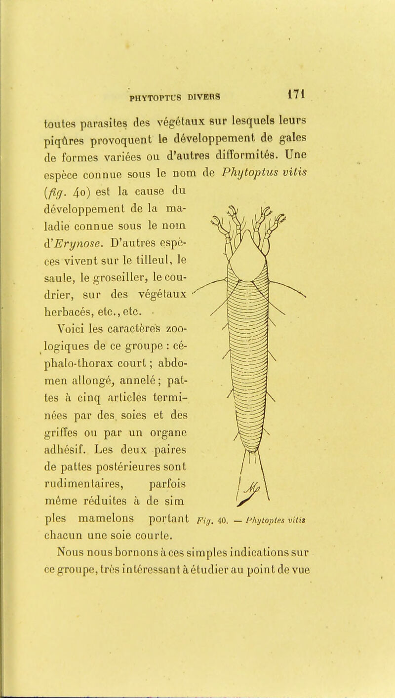 PHYTOPTL'S DIVERS toutes parasites des végétaux sur lesquels leurs piqûres provoquent le développement de gales de formes variées ou d'autres difformités. Une espèce connue sous le nom de Phytoptus vitis [fig. 4<>) est la cause du développement de la ma- ladie connue sous le nom d'Erynose. D'autres espè- ces vivent sur le tilleul, le saule, le groseiller, le cou- drier, sur des végétaux herbacés, etc.,etc. • Voici les caractères zoo- logiques de ce groupe : cé- phalo-thorax court ; abdo- men allongé, annelé; pat- tes à cinq articles termi- nées par des, soies et des griffes ou par un organe adhésif. Les deux paires de pattes postérieures sont rudimentaires, parfois môme réduites à de si m pies mamelons portant Fig. 40. — Phytoptes vitis chacun une soie courte. Nous nous bornons à ces simples indications sur ce groupe, très intéressant àétudier au point de vue