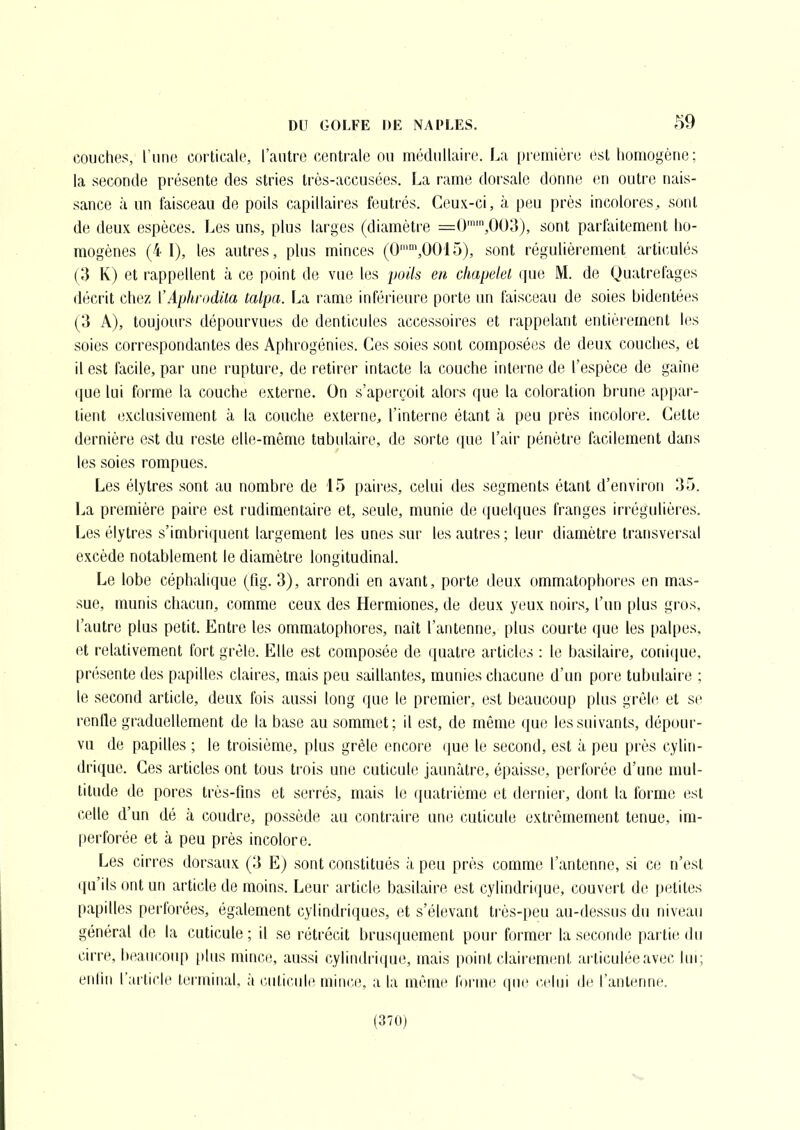 couches, l'une corticale, l'autre centrale ou médullaire. La pi'emière est homogène; la seconde présente des stries très-accusées. La rame doi'sale donne en outre nais- sance à un faisceau de poils capillaires feutrés. Ceux-ci, à peu près incolores, sont de deux espèces. Les uns, plus larges (diamètre =0'',003), sont parfaitement ho- mogènes (4 1), les autres, plus minces (0'\00i5), sont régulièrement articulés (3 K) et rappellent à ce point de vue les poils en chapelet ([ue M. de (juatrelages décrit chez ['Aphrodila talpa. La rame inférieure porte un faisceau de soies bidentées (3 A), toujours dépourvues de denticules accessoires et rappelant entièi'ement les soies correspondantes des Aphrogénies. Ces soies sont composées de deux couches, et il est facile, par une rupture, de retirer intacte la couche interne de l'espèce de gaîne ([ue lui forme la couche externe. On s'aperçoit alors que la coloration brune appar- tient exclusivement à la couche externe, l'interne étant à peu près incolore. Celte dernière est du reste elle-même tabulaire, de sorte ([ue l'air pénètre facilement dans les soies rompues. Les élytres sont au nombre de 15 paires, celui des segments étant d'environ 35. La première paire est rudimentaire et, seule, munie de quelques franges irrégulières. Les élytres s'imbriquent largement les unes sur les autres ; leur diamètre transversal excède notablement le diamètre longitudinal. Le lobe céphalique (fig. 3), arrondi en avant, porte deux ommatophonvs en mas- sue, munis chacun, comme ceux des Hermiones, de deux yeux noirs, l'un plus gros, l'autre plus petit. Entre les ommatophores, naît l'antenne, plus courte qm les palpes, et relativement fort grêle. Elle est composée de quatre articles : le basilaire, conique, présente des papilles claires, mais peu saillantes, munies chacune d'un pore tubulaire ; le second article, deux fois aussi long que le premier, est beaucoup plus grêle et se renfle graduellement de la base au sommet; il est, de même que les suivants, dépour- vu de papilles ; le troisième, plus grêle encore que le second, est à peu près cylin- drique. Ces articles ont tous trois une cuticule jaunâtre, épaisse, perforée d'une mul- titude de pores très-fins et serrés, mais le quatrième et dernier, dont la forme est celle d'un dé à coudre, possède au contraire une cuticule extrêmement tenue, ira- perforée et à peu près incolore. Les cirres dorsaux (3 E) sont constitués à peu près comme l'antenne, si ce n'est qu'ils ont un article de moins. Leur article basilaire est cylindrique, couvert de petites papilles perforées, également cylindi'iques, et s'élevant très-peu au-dessus du niveau général de la cuticule; il se rétrécit brusquement pour former la seconde partie du oirre, beaucoiq) i)ltis mince, aussi cylindrique, mais point clairement articulée avec lui; enlin l'article ternniial. à cuticule mince, a la même Wmm que celui de l'antenne. (370)