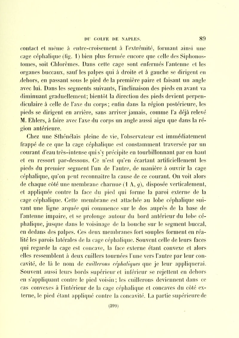 contact et nicme ;i ciitre-croisemciit à l'extrémité, loi'm;nit ainsi nue cage cé)»]ia!i(|uc (tig. 1) bien plus fei iiiée encore que celle des Siphonos- tonies, soit Clilorèmes. Dans cette cage sont enfermés Tantenne et les organes buccaux, sanf les palpes qui à droite et à gauche se dirigent en «dehors, en passant sons le pied de la première paire et faisant un angle avec lui. Dans les segments suivants, Finclinaison des pieds en avant va diminuant graduellement; bientôt la direction des pieds devient perpen- diculaire à celle de l'axe du corps; enfin dans la région postérieure, les pieds se dirigent en arrière, sans arriver jamais, comme Fa déjà relevé M. Ehlers, à faire avec l'axe du corps un angle aussi aigu que dans la ré- gion antérieure. Chez une Sthénélaïs pleine (k^ vie, l'observateur est immédiatement frappé de ce que la cage céphalique est constamment traversée par un courant d'eau très-intense qui s'y précipite en tourbillonnant par en haut et en ressort par-dessous. Ce n'esl qu'en écartant artificiellement les pieds du premier segment l'un de l'autre, de manière à ouvrir la cage céphalique, qu'on peut reconnaître la cause de ce courant. On voit alors de chaque côté une membrane charmie (1 A, g), disposée verticalement, et appliquée contre la face du pied qui l'orme la paroi externe de la cage céphalique. Cette membrane est altacliée au lobe céphalique sui- vant une ligne arquée qui commence sur le dos auprès de la base de l'antenne impaire, et se prolonge autour du bord antérieur du lobe cé- phalique, jusque dans le voisinage de la bouche sur le segment buccal, en dedans des palpes. Ces deux membranes fort souples forment en réa- lité les parois latérales de la cage céphalique. Souvent celle de leurs faces qui regarde la cage est concave, la face externe étant convexe et alors elles ressemblent à deux cuillers tournées l'une vers l'autre par leur con- cavité, de là le nom de cuillerons céphalicpies que je leur appliquerai. Souvent aussi leurs bords supérieur et inférieur se rejettent en dehors en s'appliquant contre le pied voisin; les cuillerons deviennent dans ce cas convexes à l'intérieur de la cage céphalique et concaves du côté ex- terne, le pied étant appliqué contre la concavité. La partie supérieure de