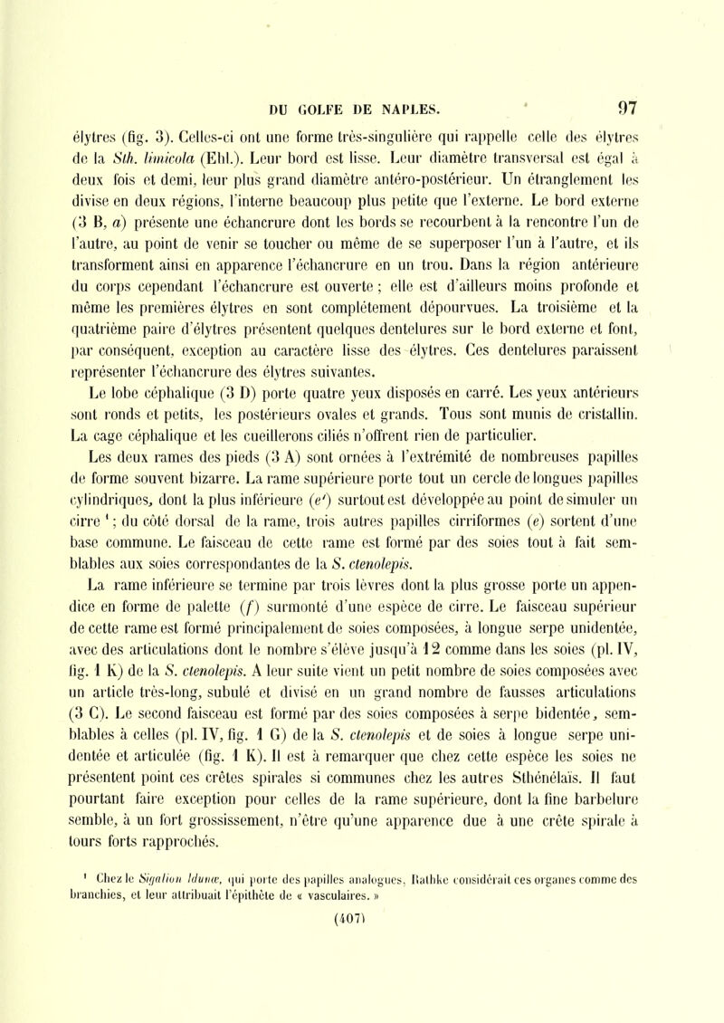 élytres (fig. 3). Celles-ci ont une forme Irès-singulièrc qui rappelle celle des élylres de la Slh. liiiiicola (Elil.). Leur boi'd est lisse. Leur diamètre transversal est égal à deux fois et demi, leur plus gi'and diamètre antéro-postéricur. Un étranglement les divise en deux régions, Tinterne beaucoup plus petite que l'externe. Le bord externe (3 B, à) présente une échancrure dont les bords se recourbent à la rencontre l'un de l'autre, au point de venir se toucher ou même de se superposer l'un à l'autre, et ils transforment ainsi en apparence l'échancrure en un trou. Dans la région antérieure du corps cependant l'échancrure est ouverte ; elle est d'ailleurs moins profonde et même les premières élytres en sont complètement dépourvues. La troisième et la quatrième paire d'élytres présentent quelques dentelures sur le bord externe et font, par conséquent, exception au caractère lisse des élytres. Ces dentelures paraissent \ représenter l'échancrure des élytres suivantes. Le lobe céphalique (3 D) porte quatre yeux disposés en carré. Les yeux antérieurs sont ronds et petits, les postérieurs ovales et grands. Tous sont munis de cristallin. La cage céphalique et les cueillerons ciliés n'olîrent rien de particulier. Les deux rames des pieds (3 A) sont ornées à l'extrémité de nombreuses papilles de forme souvent bizarre. La rame supérieure porte tout un cercle de longues papilles cylindriques^, dont la plus inférieure (e') surtout est développée au point de simuler un cirre ' ; du côté dorsal de la rame, trois autres papilles cirriformes (e) sortent d'une base commune. Le faisceau de cette rame est formé par des soies tout à fait sem- blables aux soies correspondantes de la S. ctenolepis. La rame inférieure se termine par trois lèvres dont la plus grosse porte un appen- dice en forme de palette (/') surmonté d'une espèce de cirre. Le faisceau supérieur de cette rame est formé principalement de soies composées, à longue serpe unidentée, avec des articulations dont le nombre s'élève jusqu'à 12 comme dans les soies (pl. IV, lîg. 1 K) de la S. ctenolepis. A leur suite vient un petit nombre de soies composées avec un article très-long, subulé et divisé en un grand nombre de fausses articulations (3 C). Le second faisceau est formé par des soies composées à serpe bidentée, sem- blables à celles (pl. IV, fig. 1 G) de la S. ctenolepis et de soies à longue serpe uni- dentée et articulée (fig. 1 K). Il est à remarquer que chez cette espèce les soies ne présentent point ces crêtes spirales si communes chez les autres Sthénélaïs. Il faut pourtant faire exception pour celles de la rame supérieure, dont la fine barbelure semble, à un fort grossissement, n'être qu'une apparence due à une crête spirale à tours forts rapprochés. ' Ciiez le Sifialiuii Iduiiw, t\u\ \n)\ {c îles iiapillcs aiiiilugucii, Halhke coiisidci uit ces orgyiics comme des branchies, et leur attribuait répithète do « vasculaires. » (407^