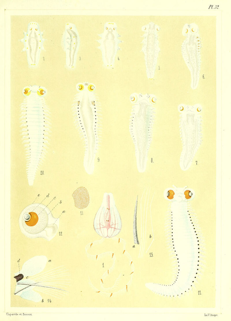 Fl.32. vft- 10. 1 f 15. 11. h 14' Claparéàe Pt Panceri
