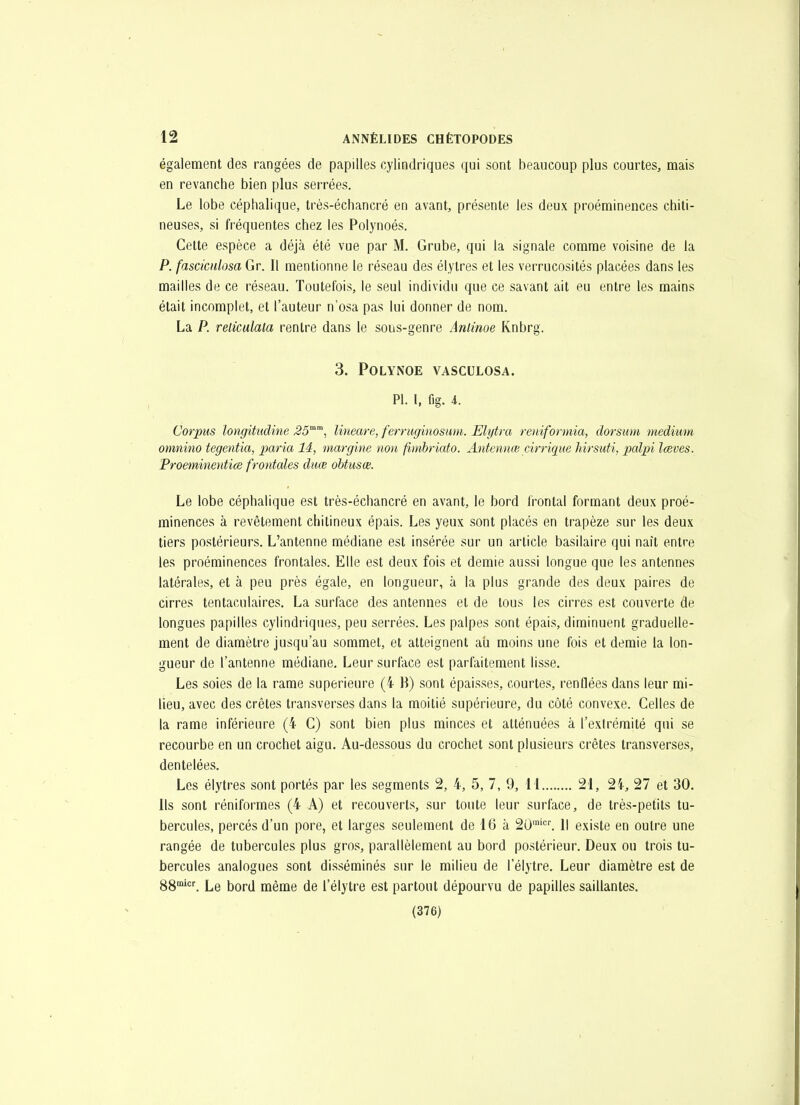 également des rangées de papilles cylindriques qui sont beaucoup plus courtes, mais en revanche bien plus serrées. Le lobe céphalique, trés-échancré en avant, présente les deux proéminences chiti- neuses, si fréquentes chez les Polynoés. Cette espèce a déjà été vue par M. Grube, qui la signale comme voisine de la P. fascîcnlosa Gr. Il mentionne le réseau des élytres et les verrucosités placées dans les mailles de ce réseau. Toutefois, le seul individu que ce savant ait eu entre les mains était incomplet, et l'auteur n'osa pas lui donner de nom. La P. reliculala rentre dans le sous-genre Anlinoe Knbrg. 3. POLYNOE VASCULOSA. Pl. 1, fig. i. Corpus longitudine 25'^'^, lineare, ferruginosum. Elytra reniformia, dorsum médium oninino tegentia, paria 14, margine non fimhriato. Antennœ cirrique hirsuti, palpi Iceves. Proeminentiœ frontales diiœ ohtusœ. Le lobe céphalique est très-échancré en avant, le bord frontal formant deux proé- minences à revêtement chitineux épais. Les yeux sont placés en trapèze sur les deux tiers postérieurs. L'antenne médiane est insérée sur un article basilaire qui naît entre les proéminences frontales. Elle est deux fois et demie aussi longue que les antennes latérales, et à peu près égale, en longueur, à la plus grande des deux paires de cirres tentaculaires. La surface des antennes et de tous les cirres est couverte de longues papilles cylindriques, peu serrées. Les palpes sont épais, diminuent graduelle- ment de diamètre jusqu'au sommet, et atteignent au moins une fois et demie la lon- gueur de l'antenne médiane. Leur surface est parfaitement lisse. Les soies de la rame supérieure (4 B) sont épaisses, courtes, renflées dans leur mi- lieu, avec des crêtes transverses dans la moitié supérieure, du côté convexe. Celles de la rame inférieure (4 C) sont bien plus minces et atténuées à l'extrémité qui se recourbe en un crochet aigu. Au-dessous du crochet sont plusieurs crêtes transverses, dentelées. Les élytres sont portés par les segments 2, 4, 5, 7, 9, M 21, 24, 27 et 30. Ils sont réniformes (4 A) et recouverts, sur toute leur surface, de très-petits tu- bercules, percés d'un pore, et larges seulement de 16 à 20''. Il existe en outre une rangée de tubercules plus gros, parallèlement au bord postérieur. Deux ou trois tu- bercules analogues sont disséminés sur le milieu de l'élytre. Leur diamètre est de 88'. Le bord même de l'élytre est partout dépourvu de papilles saillantes. (376)