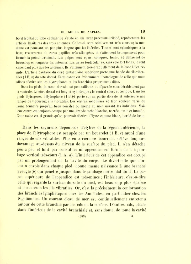 bord frontal du lobe céphaliiiiie s'étale en un large processus trilobé, représentant les articles basilaires des trois antennes. Celles-ci sont relativement très-courtes; la mé- diane est pourtant un peu plus longue (jue les latérales. Toutes sont cylindriques à la base, recouvertes de rares i)apilles très-allongées, et s'allénuent brusquement pour former la pointe terminale. I.cs palpes sont épais, coniques, lisses, et dépassent de beaucoup en longueur les antennes. Les cirres tentaculaires, sans être fort longs, le sont cependant plus que les antennes. Ils s'atténuent très-graduellement de la base à l'extré- mité. L'article basilaire du cirre tentaculaire supérieur porte une bande de cilsvibra- tiles ( l B, a) du côté dorsal. Cette bande est évidemment l'homologue de celle que nous allons décrire sur les élytrophoi'es et les branchies proprement dites. Dans les pieds, la rame dorsale est peu saillante et dépassée considérablement par la ventrale. Le cirre dorsal est long et cylmdrique ; le ventral court et conique. Dans les pieds élytrigères, l'élytrophore (1 B,6) porte sur sa partie dorsale et antérieure une rangée de vigoureux cils vibratiles. Les élylres sont lisses et leur couleur varie du jaune brunâtre jusqu'au brun noircâtre ou même au noir suivant les individus. Mais leur centre est toujours occupé par une grande tache blanche, nacrée, ovale et lunulée. Cette tache est si grande qu'on pourrait décrire l'élytre comme blanc, bordé de brun. Dans les segrneuls dépourvus d'élyires de la région antérieure, la place de l'élytrophore esl occupée par un bourrelel (l B, c) muni d'une rangée de cils vibraliles. Plus en arrière ce bourrelet s'élève toujours davantage au-dessus du niveau de la surface du pied. Il s'en détache peu à peu et finit par constituer un appendice en forme de T à jam- bage vertical très-court ( l A, a). L'intérieur de cel appendice est occupé par un prolongement de la cavité du corps. Le diverticule que l'in- testin envoie dans chaque pied, donne même naissance à une branche aveugle (b) qui pénètre jusque dans le jambage horizontal du T. La pa- roi supérieure de l'appendice est très-mince; l'inférieure, cest-à-dire celle qui regarde la surface dorsale du pied, est beaucoup plus épaisse et porte seule les cils vibratiles. Or, c'est là précisément la conformation des branchies lymphati([ues chez les Annélides, en particulier chez les Sigalionides. Un courant d'eau de mer est continuellement entretenu autour de cette branchie par les cils de la surface. D'autres cils, placés dans l'intérieur de la cavité branchiale et, sans doute, de toute la cavité (383) 3