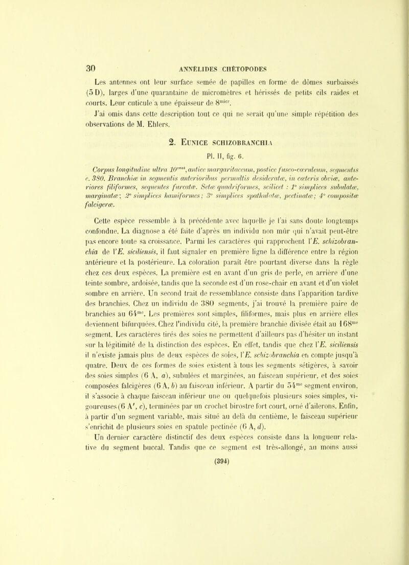 Les antennes ont leur surface semée de papilles en forme de dômes surbaissés (5 D), larges d'une quarantaine de micromètres et hérissés de petits cils raides et courts. Leur cuticule a une épaisseur de S^'. J'ai omis dans cette description tout ce qui ne serait qu'une simple répétition des observations de M. Ehlers. 2. EUNICE SCHIZOBRANCHIA Pl. Il, fig. 6. Corpus longitudine ultra 10°''\anticemargaritaceum,postice fusco-cœrulemn,, segmentis r. 380. Branchiœ in segmentis anterioribits permultis desiderata, in cœteris ohviœ, ante- riores filiformes, sequentes furcatœ. Setce quadriformes, scilicet : T simplices suhulatce, marginatœ; â simplices liamiformes : 3° simplices spatJiulatce, pedinatœ; 4° compositce falcigerœ. Celte espèce ressemble à la précédente avec laquelle je l'ai sans doute longtemps confondue. La diagnose a été ftute d'après un individu non mûr qui n'avait peut-être pas encore toute sa croissance. Parmi les caractères qui rapprochent \'E. scliizobran- chia de \'E. siciliensis, il faut signaler en première ligne la différence entre la région antérieure et la postérieure. La coloration parait être pourtant diverse dans la règle chez ces deux espèces. La première est en avant d'un gris de perle, en arrière d'une teinte sombre, ardoisée, tandis que la seconde est d'un rose-chair en avant et d'un violet sombre en arrière. Un second trait de ressemblance consiste dans l'apparition tardive des branchies. Chez un individu de 380 segments, j'ai trouvé la première paire de branchies au 64'^ Les premières sont simples, filiformes, mais plus en arrière elles deviennent bifiirquées. Chez l'individu cité, la première branchie divisée était au '168 segment. Les caractères tirés des soies ne permettent d'ailleurs pas d'hésiter un instant sur la légitimité de la distinction des espèces. En effet, tandis que chez VE. siciliensis il n'existe jamais plus de deux espèces de soies, VE. sdiizobranchia en compte jusqu'à quatre. Deux de ces formes de soies existent à tous les segments sétigères, à savoir des soies simples (6 A, a), subulées et marginées, au faisceau supérieur, et des soies composées falcigères (6 A, b) au faisceau inférieur. A partir du Si* segment environ, il s'associe à chaque faisceau inférieur une ou quelquefois plusieurs soies simples, vi- goureuses (6 A', c), terminées par un crochet birostre fort court, orné d'ailerons. Enfin, à partir d'un segment variable, mais situé au delà du centième, le faisceau supérieur s'enrichit de plusieurs soies en spatule pectinée (6 A, d). Un dernier caractère distinctif des deux espèces consiste dans la longueur rela- tive du segment buccal. Tandis que ce segment est très-allongé, au moins aussi (394)