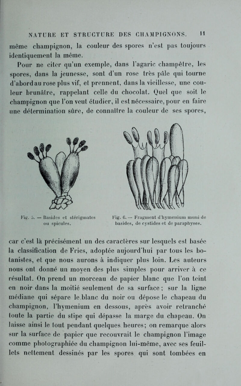 même champignon, la couleur des spores n’est pas toujours identiquement la même. Pour ne citer qu’un exemple, dans l’agaric champêtre, les spores, dans la jeunesse, sont d’un rose très pâle qui tourne d’abord au rose plus vif, et prennent, dans la vieillesse, une cou- leur brunâtre, rappelant celle du chocolat. Quel que soit le champignon que l’on veut étudier, il est nécessaire, pour en faire une détermination sûre, de connaître la couleur de ses spores, Fig. f». — Basides et stérigmates Fig. G.— Fragment d’hyménium muni de ou spiculés. basides, de cystides et de paraphyses. car c’est là précisément un des caractères sur lesquels est basée la classification de Fries, adoptée aujourd'hui par tous les bo- tanistes, et que nous aurons à indiquer plus loin. Les auteurs nous ont donné un moyen des plus simples pour arriver à ce résultat. On prend un morceau de papier blanc que l’on teint en noir dans la moitié seulement de sa surface ; sur la ligne médiane qui sépare le,blanc du noir ou dépose le chapeau du champignon, l’hymenium en dessous, après avoir retranché toute la partie du stipe qui dépasse la marge du chapeau. On laisse ainsi le tout pendant quelques heures; on remarque alors sur la surface de papier que recouvrait le champignon l’image comme photographiée du champignon lui-même, avec ses feuil- lets nettement dessinés par les spores qui sont tombées en