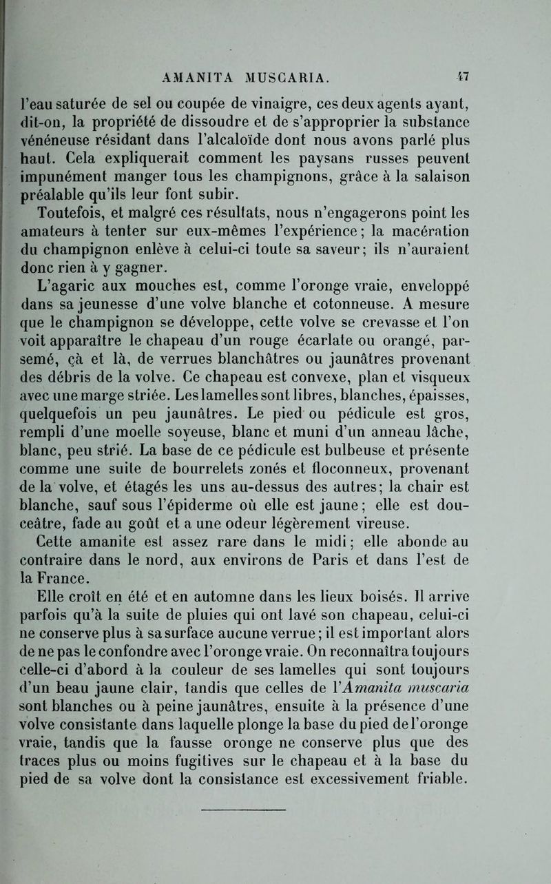 l’eau saturée de sel ou coupée de vinaigre, ces deux agents ayant, dit-on, la propriété de dissoudre et de s’approprier la substance vénéneuse résidant dans l’alcaloïde dont nous avons parlé plus haut. Cela expliquerait comment les paysans russes peuvent impunément manger tous les champignons, grâce à la salaison préalable qu’ils leur font subir. Toutefois, et malgré ces résultats, nous n’engagerons point les amateurs à tenter sur eux-mêmes l’expérience ; la macération du champignon enlève à celui-ci toute sa saveur; ils n’auraient donc rien à y gagner. L’agaric aux mouches est, comme l’oronge vraie, enveloppé dans sa jeunesse d’une volve blanche et cotonneuse. A mesure que le champignon se développe, cette volve se crevasse et l’on voit apparaître le chapeau d’un rouge écarlate ou orangé, par- semé, çà et là, de verrues blanchâtres ou jaunâtres provenant des débris de la volve. Ce chapeau est convexe, plan et visqueux avec une marge striée. Les lamelles sont libres, blanches, épaisses, quelquefois un peu jaunâtres. Le pied ou pédicule est gros, rempli d’une moelle soyeuse, blanc et muni d’un anneau lâche, blanc, peu strié. La base de ce pédicule est bulbeuse et présente comme une suite de bourrelets zonés et floconneux, provenant de la volve, et étagés les uns au-dessus des autres; la chair est blanche, sauf sous l’épiderme où elle est jaune ; elle est dou- ceâtre, fade au goût et a une odeur légèrement vireuse. Cette amanite est assez rare dans le midi ; elle abonde au contraire dans le nord, aux environs de Paris et dans l’est de la France. Elle croît en été et en automne dans les lieux boisés. 11 arrive parfois qu’à la suite de pluies qui ont lavé son chapeau, celui-ci ne conserve plus à sa surface aucune verrue ; il est important alors de ne pas le confondre avec l’oronge vraie. On reconnaîtra toujours celle-ci d’abord à la couleur de ses lamelles qui sont toujours d’un beau jaune clair, tandis que celles de YAmanitci muscaria sont blanches ou à peine jaunâtres, ensuite à la présence d’une volve consistante dans laquelle plonge la base du pied de l’oronge vraie, tandis que la fausse oronge ne conserve plus que des traces plus ou moins fugitives sur le chapeau et à la base du pied de sa volve dont la consistance est excessivement friable.