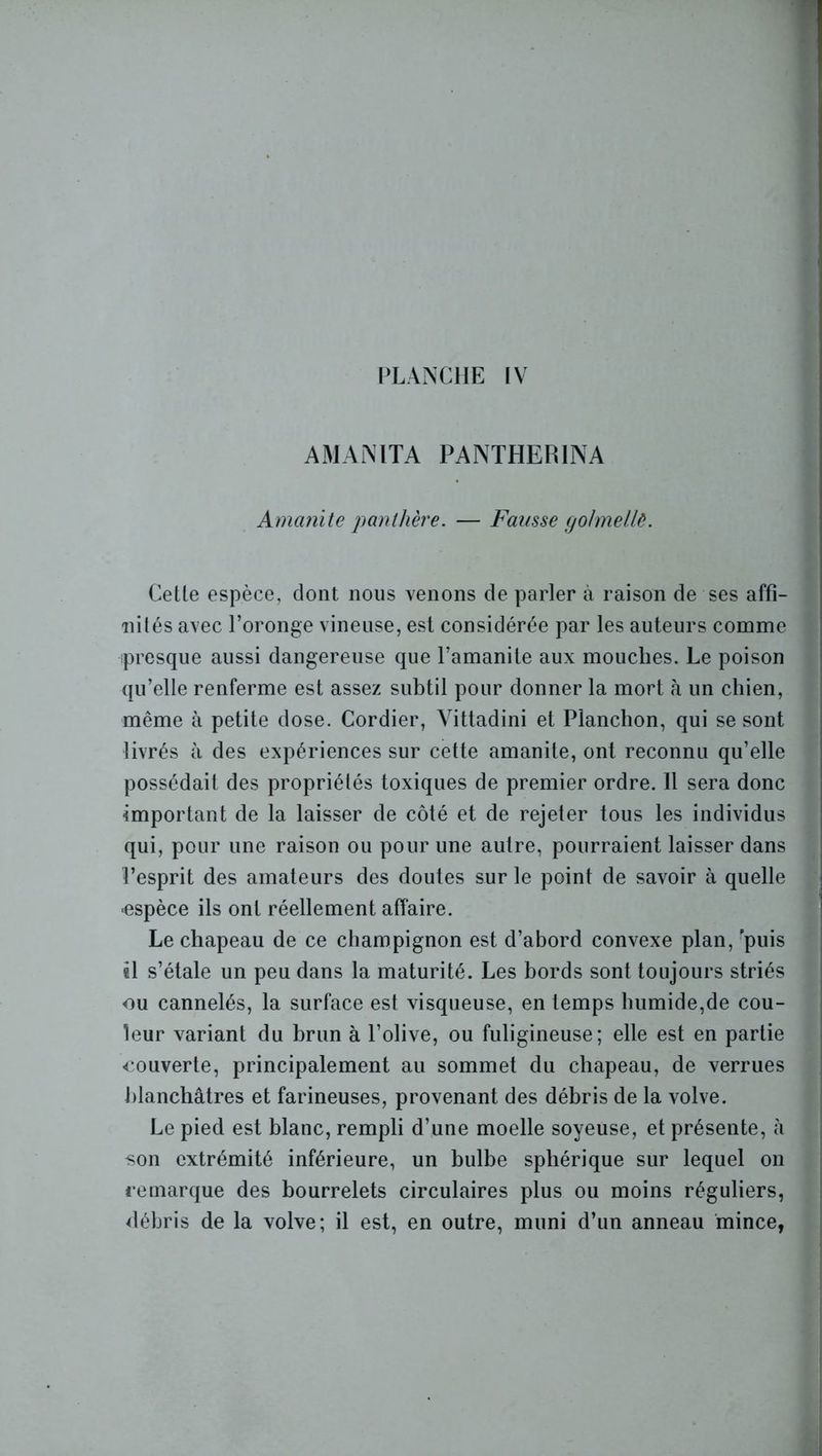 AMANITA PANTHERINA Amanite panthère. — Fausse golmellê. ■ Cette espèce, dont nous venons de parler à raison de ses affi- nités avec l’oronge vineuse, est considérée par les auteurs comme presque aussi dangereuse que l’amanite aux mouches. Le poison qu’elle renferme est assez subtil pour donner la mort à un chien, même à petite dose. Cordier, Yittadini et Planchon, qui se sont livrés à des expériences sur cette amanite, ont reconnu qu’elle possédait des propriétés toxiques de premier ordre. Il sera donc •important de la laisser de côté et de rejeter tous les individus qui, pour une raison ou pour une autre, pourraient laisser dans l’esprit des amateurs des doutes sur le point de savoir à quelle espèce ils ont réellement affaire. Le chapeau de ce champignon est d’abord convexe plan, 'puis i\ s’étale un peu dans la maturité. Les bords sont toujours striés ou cannelés, la surface est visqueuse, en temps humide,de cou- leur variant du brun à l’olive, ou fuligineuse; elle est en partie couverte, principalement au sommet du chapeau, de verrues blanchâtres et farineuses, provenant des débris de la volve. Le pied est blanc, rempli d’une moelle soyeuse, et présente, à son extrémité inférieure, un bulbe sphérique sur lequel on remarque des bourrelets circulaires plus ou moins réguliers, débris de la volve; il est, en outre, muni d’un anneau mince,