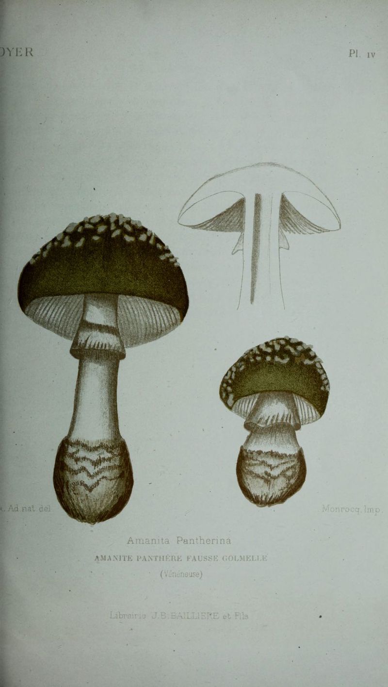 Amanita Pantherinâ AMANITE PANTHÈRE FAUSSE COLMKLEE (Vénéneuse) L libpaii - s J. B; BAILL] I RE