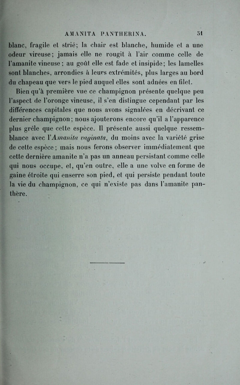 blanc, fragile et strié; la chair est blanche, humide et a une odeur vireuse; jamais elle ne rougit à l’air comme celle de l’amanite vineuse ; au goût elle est fade et insipide; les lamelles sont blanches, arrondies à leurs extrémités, plus larges au bord du chapeau que vers le pied auquel elles sont adnées en filet. Bien qu’à première vue ce champignon présente quelque peu l’aspect de l’oronge vineuse, il s’en distingue cependant par les différences capitales que nous avons signalées en décrivant ce dernier champignon; nous ajouterons encore qu’il a l’apparence plus grêle que cette espèce. Il présente aussi quelque ressem- blance avec Y Amanita vaginata, du moins avec la variété grise de cette espèce ; mais nous ferons observer immédiatement que cette dernière amanite n’a pas un anneau persistant comme celle qui nous occupe, et, qu’en outre, elle a une volve en forme de gaine étroite qui enserre son pied, et qui persiste pendant toute la vie du champignon, ce qui n’existe pas dans l’amanite pan- thère.
