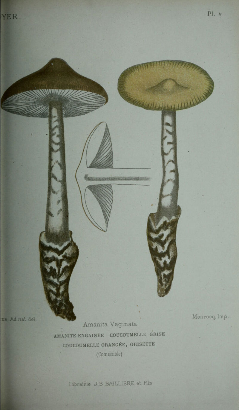 'er. Ad.nal dél. Amamta Vaginata AMANITE ENGAINÉE COUCOUMELLE GRISE COUCOUMELLE ORANGÉE, GRISETTE (Comestible) Monrocq, lmp. YER