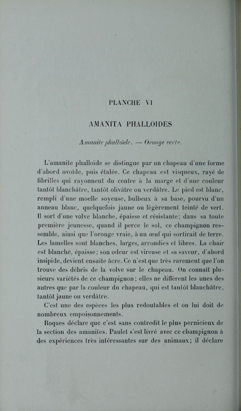 AMANITA PHALLOÏDES A manite phalloïde. — Oronge verte. L’amanite phalloïde se distingue par un chapeau d'une forme d'abord ovoïde, puis étalée. Ce chapeau est visqueux, rayé de fibrilles qui rayonnent du centre à la marge et d’une couleur tantôt blanchâtre, tantôt olivâtre ou verdâtre. Le pied est blanc, rempli d’une moelle soyeuse, bulbeux à sa base, pourvu d’un anneau blanc, quelquefois jaune ou légèrement teinté de vert. Il sort d’une volve blanche, épaisse et résistante; dans sa toute première jeunesse, quand il perce le sol, ce champignon res- semble, ainsi que l’oronge vraie, à un œuf qui sortirait de terre. Les lamelles sont blanches, larges, arrondies et libres. La chair est blanche, épaisse; son odeur est vireuse et sa saveur, d'abord insipide, devient ensuite âcre. Ce n'est que très rarement que l’on trouve des débris de la volve sur le chapeau. On connaît plu- sieurs variétés de ce champignon ; elles ne diffèrent les unes des autres que par la couleur du chapeau, qui est tantôt blanchâtre, tantôt jaune ou verdâtre. C’est une des espèces les plus redoutables et on lui doit de nombreux empoisonnements. Roques déclare que c’est sans contredit le plus pernicieux de la section des amanites. Paulet s’est livré avec ce champignon à des expériences très intéressantes sur des animaux; il déclare