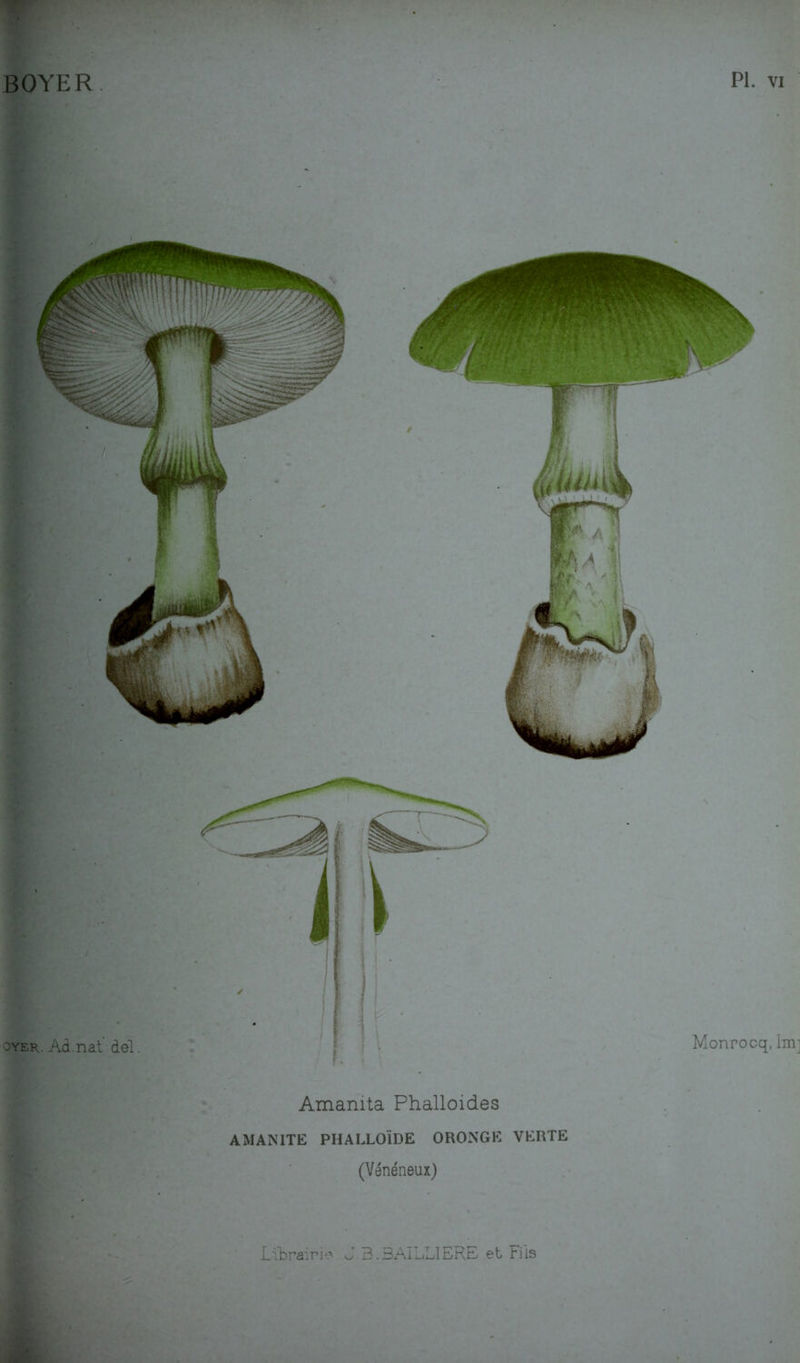 BOYER PI. VI Amanita Phalloides AMANITE PHALLOÏDE ORONGE VERTE (Vénéneux)