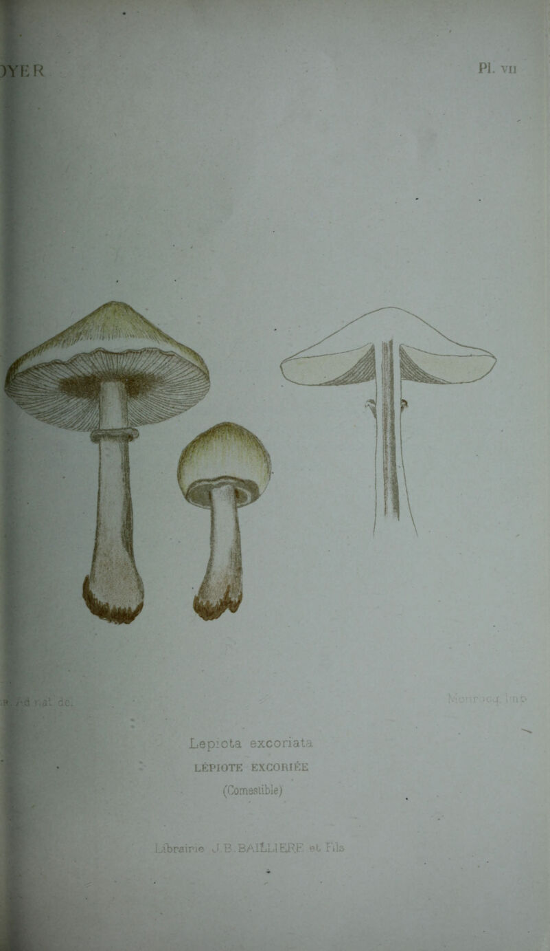 Mon r icq. 1 fri Lepiota excoriata LÉPIOTE EXCORIÉE (Comestible)
