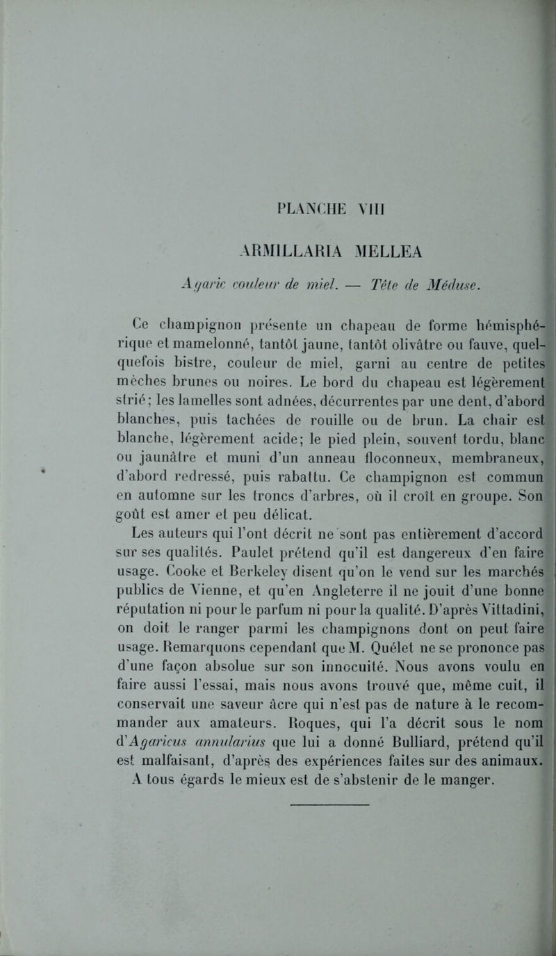 ARM1LLARIA MELLEA Agaric couleur de miel. — Tête de Méduse. Ce champignon présente un chapeau de forme hémisphé- rique et mamelonné, tantôt jaune, tantôt olivâtre ou fauve, quel- quefois bistre, couleur de miel, garni au centre de petites mèches brunes ou noires. Le bord du chapeau est légèrement strié; les lamelles sont adnées, décurrentes par une dent, d’abord blanches, puis tachées de rouille ou de brun. La chair est blanche, légèrement acide; le pied plein, souvent tordu, blanc ou jaunâtre et muni d’un anneau floconneux, membraneux, d’abord redressé, puis rabattu. Ce champignon est commun en automne sur les troncs d’arbres, où il croît en groupe. Son goût est amer et peu délicat. Les auteurs qui l’ont décrit ne sont pas entièrement d’accord sur ses qualités. Paulet prétend qu’il est dangereux d’en faire usage. Cooke et Berkeley disent qu’on le vend sur les marchés ; publics de Vienne, et qu’en Angleterre il ne jouit d’une bonne réputation ni pour le parfum ni pour la qualité. D’après Vittadini, on doit le ranger parmi les champignons dont on peut faire usage. Remarquons cependant queM. Quélet ne se prononce pas d'une façon absolue sur son innocuité. Nous avons voulu en faire aussi l'essai, mais nous avons trouvé que, même cuit, il conservait une saveur âcre qui n’est pas de nature à le recom- mander aux amateurs. Roques, qui l’a décrit sous le nom AAgaricus annularius que lui a donné Bulliard, prétend qu’il est malfaisant, d’après des expériences faites sur des animaux. A tous égards le mieux est de s’abstenir de le manger.