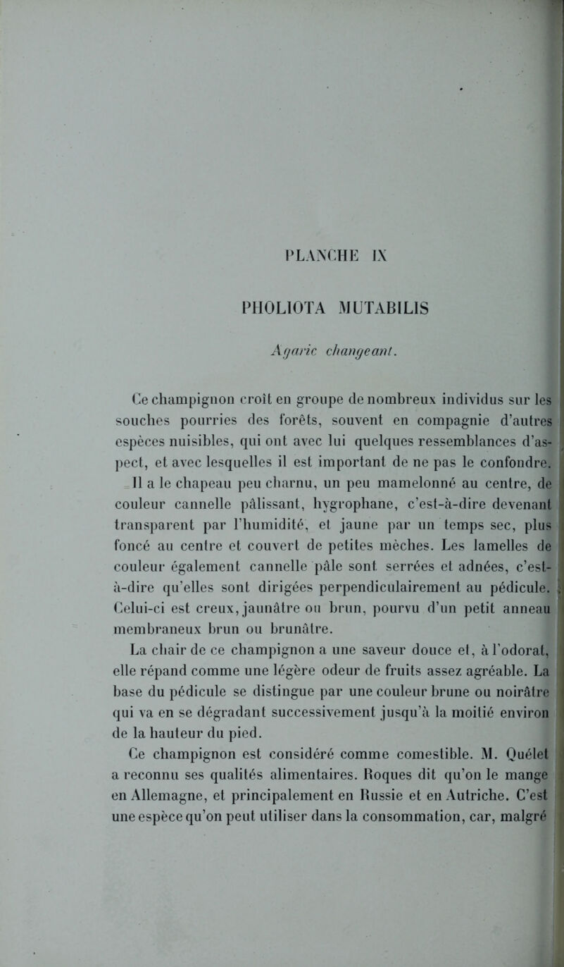 PHOLIOTA MUTABILIS Agaric changeant. Ce champignon croît en groupe de nombreux individus sur les souches pourries des forêts, souvent en compagnie d’autres espèces nuisibles, qui ont avec lui quelques ressemblances d’as- pect, et avec lesquelles il est important de ne pas le confondre. Il a le chapeau peu charnu, un peu mamelonné au centre, de couleur cannelle pâlissant, hygrophane, c’est-à-dire devenant transparent par l’humidité, et jaune par un temps sec, plus foncé au centre et couvert de petites mèches. Les lamelles de couleur également cannelle pâle sont serrées et adnées, c’est- à-dire qu’elles sont dirigées perpendiculairement au pédicule. Celui-ci est creux, jaunâtre ou brun, pourvu d’un petit anneau membraneux brun ou brunâtre. La chair de ce champignon a une saveur douce et, à l’odorat, elle répand comme une légère odeur de fruits assez agréable. La base du pédicule se distingue par une couleur brune ou noirâtre qui va en se dégradant successivement jusqu’à la moitié environ de la hauteur du pied. Ce champignon est considéré comme comestible. M. Quélet a reconnu ses qualités alimentaires. Roques dit qu’on le mange en Allemagne, et principalement en Russie et en Autriche. C’est une espèce qu’on peut utiliser dans la consommation, car, malgré