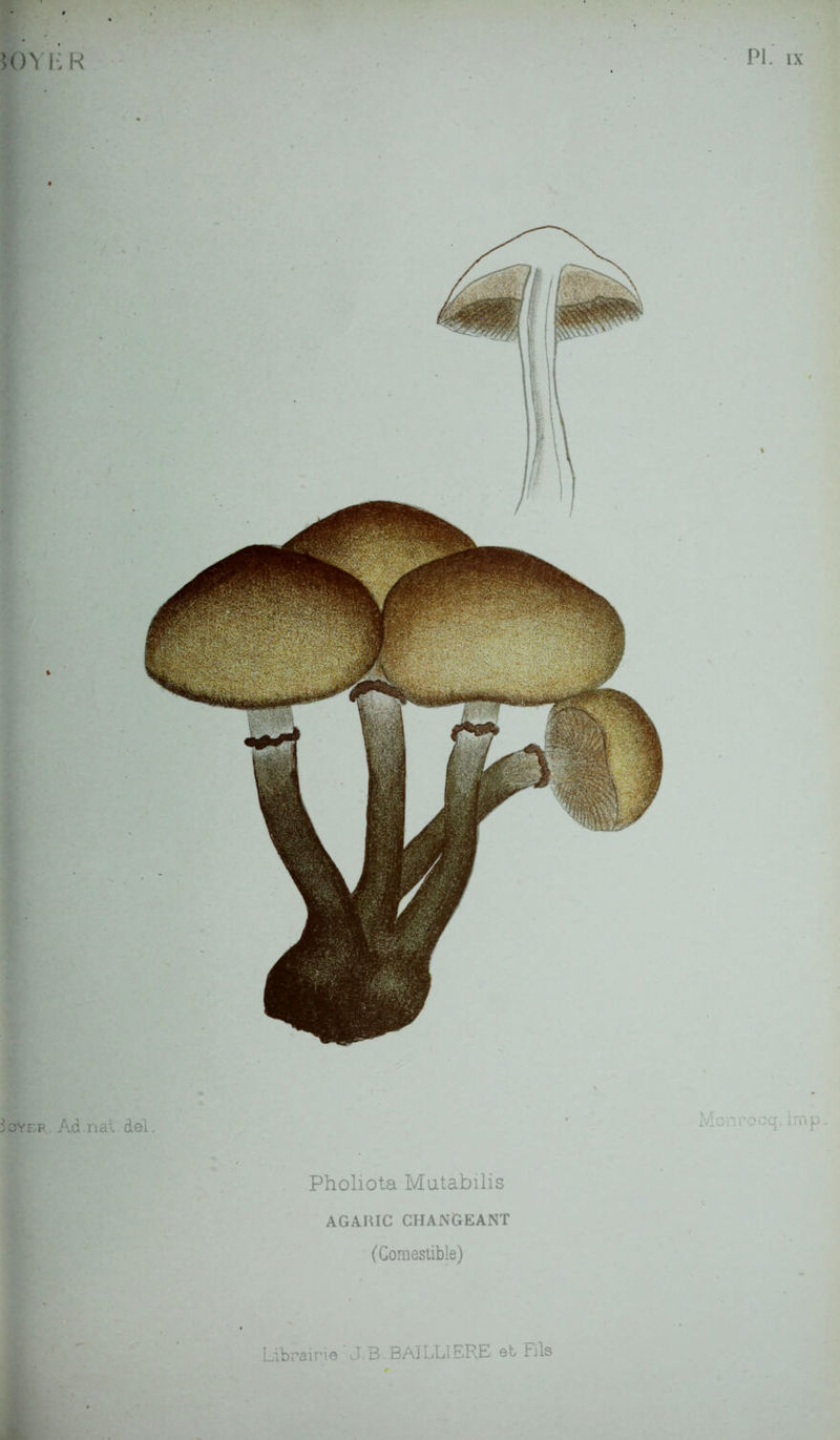 H) Yl 3oyef :r PI. IX Ad.nat.dél. ' Monrocq. lmp. Pholiota Mutabilis AGARIC CHANGEANT (Comestible)
