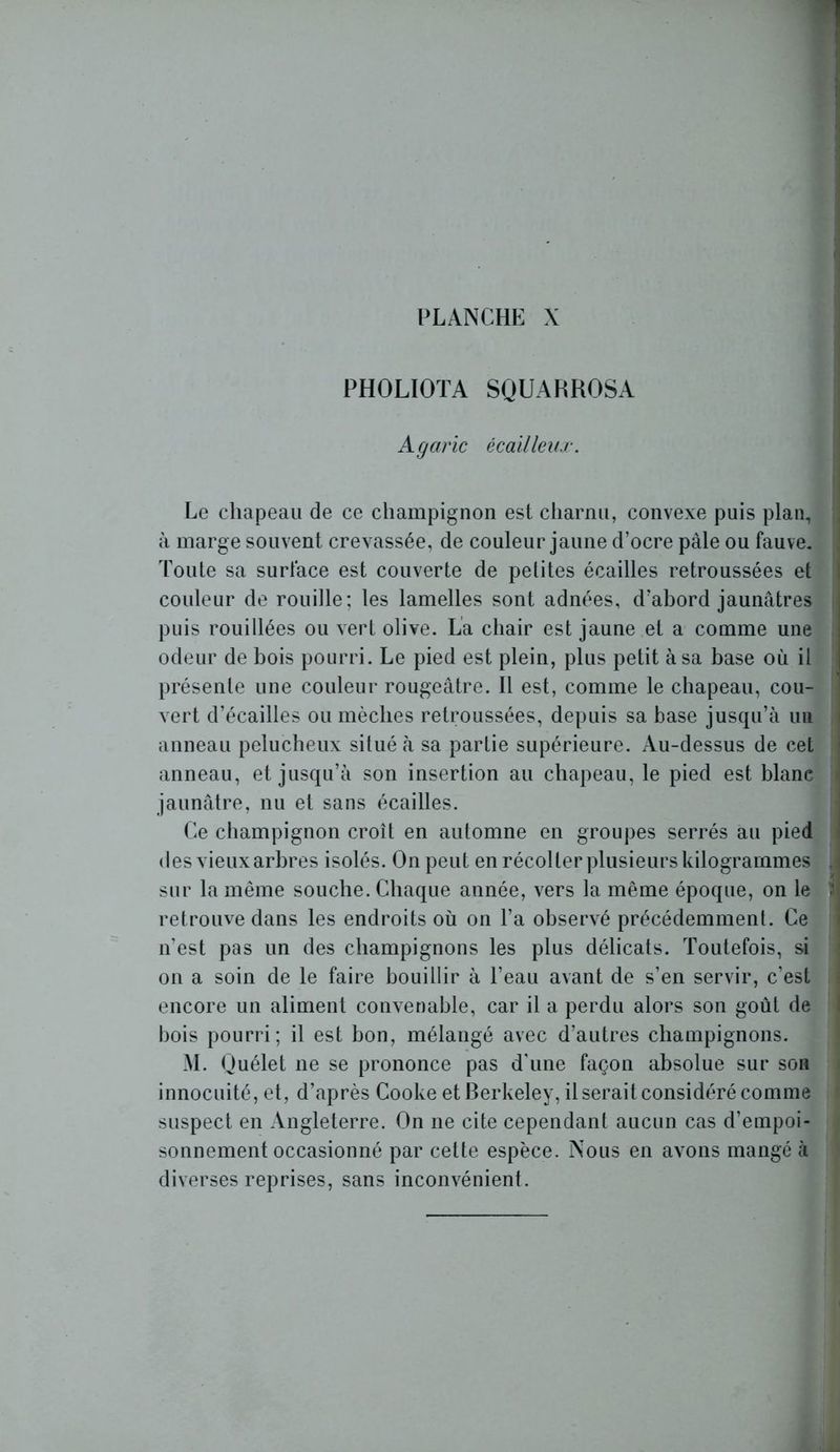 PHOLIOTA SQUAHROSA Agaric écailleux. Le chapeau de ce champignon est charnu, convexe puis plan, à marge souvent crevassée, de couleur jaune d’ocre pale ou fauve. Toute sa surface est couverte de petites écailles retroussées et couleur de rouille; les lamelles sont adnées, d'abord jaunâtres puis rouillées ou vert olive. La chair est jaune et a comme une odeur de bois pourri. Le pied est plein, plus petit à sa base où il présente une couleur rougeâtre. Il est, comme le chapeau, cou- vert d’écailles ou mèches retroussées, depuis sa base jusqu’à un anneau pelucheux situé à sa partie supérieure. Au-dessus de cet anneau, et jusqu’à son insertion au chapeau, le pied est blanc jaunâtre, nu et sans écailles. Ce champignon croît en automne en groupes serrés au pied des vieux arbres isolés. On peut en récolter plusieurs kilogrammes A sur la même souche. Chaque année, vers la même époque, on le ^ retrouve dans les endroits où on l’a observé précédemment. Ce n’est pas un des champignons les plus délicats. Toutefois, si on a soin de le faire bouillir à l’eau avant de s’en servir, c’est encore un aliment convenable, car il a perdu alors son goût de bois pourri; il est bon, mélangé avec d’autres champignons. M. Quélet ne se prononce pas d’une façon absolue sur son innocuité, et, d’après Cooke et Berkeley, il serait considéré comme suspect en Angleterre. On ne cite cependant aucun cas d’empoi- sonnement occasionné par cette espèce. Nous en avons mangé à diverses reprises, sans inconvénient.