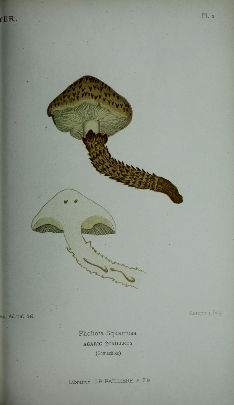 Pholiota Squarrosa AGARIC ÉCAILLEUX (Comestible)