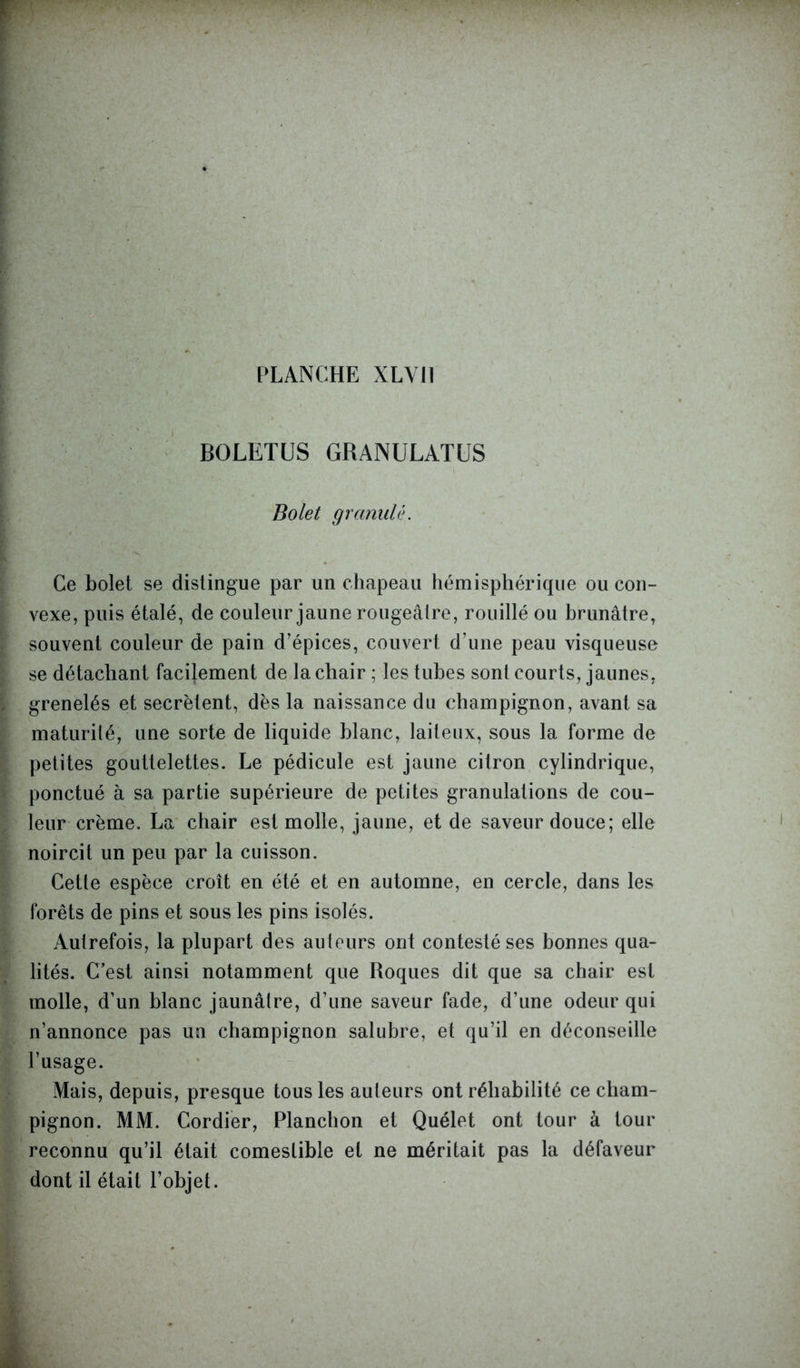 BOLETUS GRANULATUS Bolet granulé. Ce bolet se distingue par un chapeau hémisphérique ou con- vexe, puis étalé, de couleur jaune rougeâtre, rouillé ou brunâtre, souvent couleur de pain d’épices, couvert d’une peau visqueuse se détachant facilement de la chair ; les tubes sont courts, jaunes, grenelés et secrétent, dès la naissance du champignon, avant sa maturité, une sorte de liquide blanc, laiteux, sous la forme de petites gouttelettes. Le pédicule est jaune citron cylindrique, ponctué à sa partie supérieure de petites granulations de cou- leur crème. La chair est molle, jaune, et de saveur douce; elle noircit un peu par la cuisson. Cette espèce croît en été et en automne, en cercle, dans les forêts de pins et sous les pins isolés. Autrefois, la plupart des auteurs ont contesté ses bonnes qua- lités. C’est ainsi notamment que Roques dit que sa chair est molle, d’un blanc jaunâtre, d’une saveur fade, d’une odeur qui n’annonce pas un champignon salubre, et qu’il en déconseille l’usage. Mais, depuis, presque tous les auteurs ont réhabilité ce cham- pignon. MM. Cordier, Planchon et Quélet ont tour à tour reconnu qu’il était comestible et ne méritait pas la défaveur dont il était l’objet.