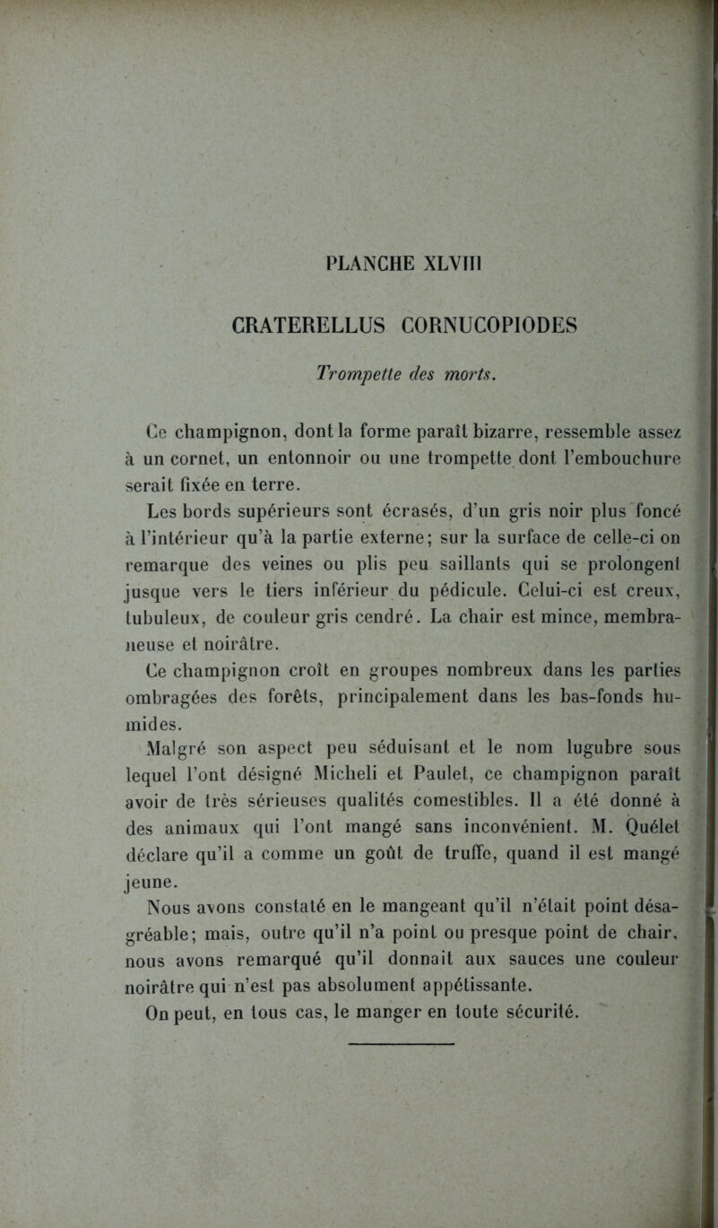 CRATERELLUS CORNUCOPIODES Trompette des morts. Ce champignon, dont la forme paraît bizarre, ressemble assez à un cornet, un entonnoir ou une trompette dont l’embouchure serait fixée en terre. Les bords supérieurs sont écrasés, d’un gris noir plus foncé à l’intérieur qu’à la partie externe; sur la surface de celle-ci on remarque des veines ou plis peu saillants qui se prolongent jusque vers le tiers inférieur du pédicule. Celui-ci est creux, tubuleux, de couleur gris cendré. La chair est mince, membra- neuse et noirâtre. Ce champignon croît en groupes nombreux dans les parties ombragées des forêts, principalement dans les bas-fonds hu- mides. Malgré son aspect peu séduisant et le nom lugubre sous lequel l’ont désigné Micheli et Paulet, ce champignon paraît avoir de très sérieuses qualités comestibles. Il a été donné à des animaux qui l’ont mangé sans inconvénient. M. Quélet déclare qu’il a comme un goût de truffe, quand il est mangé jeune. Nous axons constaté en le mangeant qu’il n’était point désa- gréable; mais, outre qu’il n’a point ou presque point de chair, nous avons remarqué qu’il donnait aux sauces une couleur noirâtre qui n’est pas absolument appétissante. On peut, en tous cas, le manger en toute sécurité.