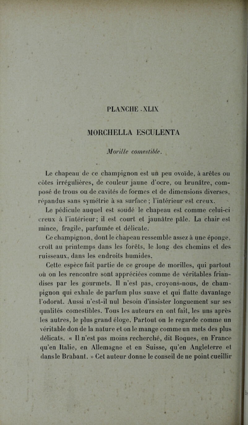 PLANCHE . XL1X MORCHELLA ESCULENTA Morille comestible. Le chapeau de ce champignon est un peu ovoïde, à arêtes ou côtes irrégulières, de couleur jaune d’ocre, ou brunâtre, com- posé de trous ou de cavités de formes et de dimensions diverses, répandus sans symétrie à sa surface ; l’intérieur est creux. Le pédicule auquel est soudé le chapeau est comme celui-ci creux à l’intérieur; il est court et jaunâtre pâle. La chair est mince, fragile, parfumée et délicate. Ce champignon, dont le chapeau ressemble assez à une éponge, croît au printemps dans les forêts, le long des chemins et des ruisseaux, dans les endroits humides. Cette espèce fait partie de ce groupe de morilles, qui partout où on les rencontre sont appréciées comme de véritables frian- dises par les gourmets. Il n’est pas, croyons-nous, de cham- pignon qui exhale de parfum plus suave et qui flatte davantage l’odorat. Aussi n’est-il nul besoin d’insister longuement sur ses qualités comestibles. Tous les auteurs en ont fait, les uns après les autres, le plus grand éloge. Partout on le regarde comme un véritable don de la nature et on le mange comme un mets des plus délicats. « Il n’est pas moins recherché, dit Roques, en France qu’en Italie, en Allemagne et en Suisse, qu’en Angleterre et dansle Brabant. » Cet auteur donne le conseil de ne point cueillir