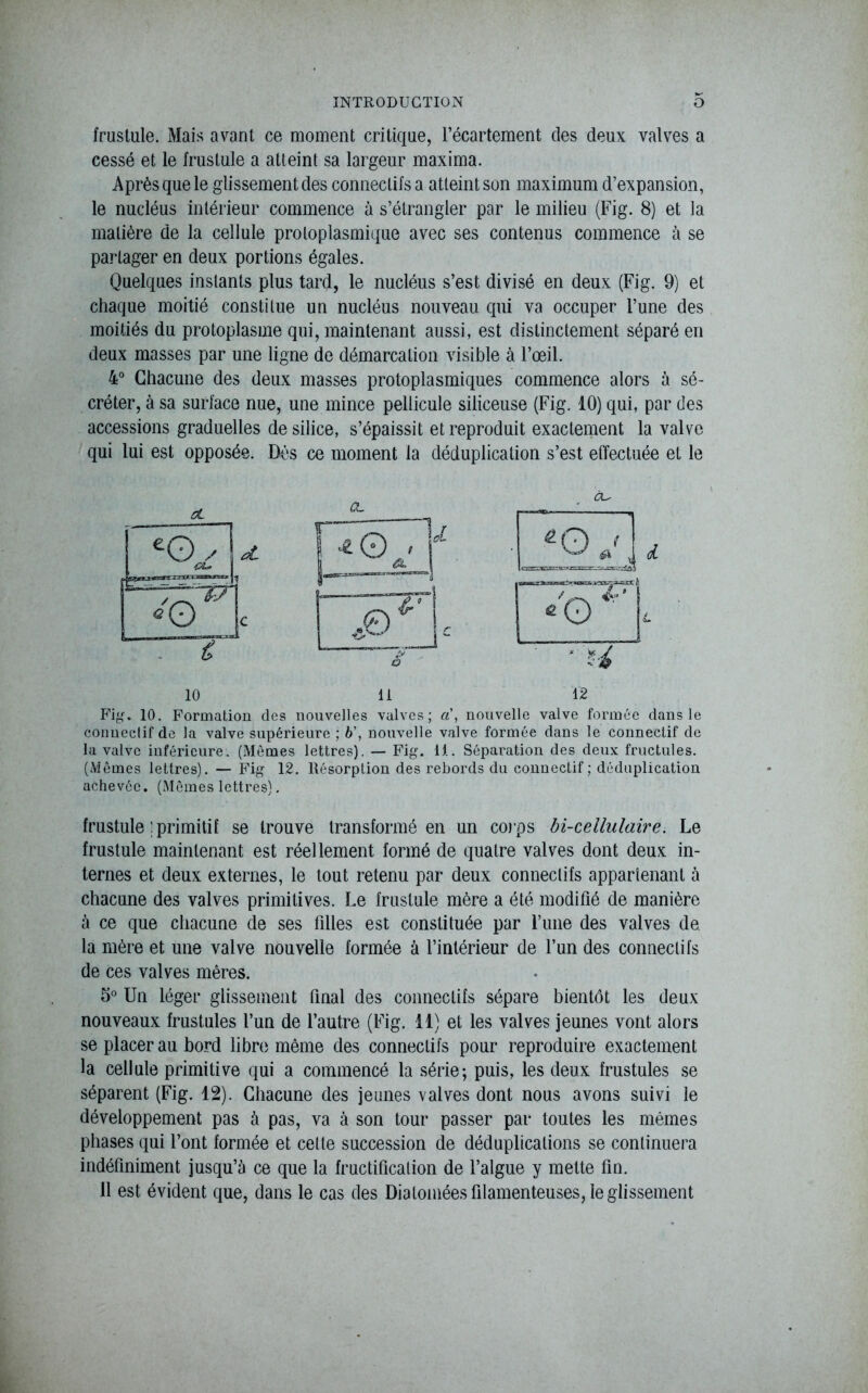frustule. Mais avant ce moment critique, l’écartement des deux valves a cessé et le frustule a atteint sa largeur maxima. Après que le glissement des connectifs a atteint son maximum d’expansion, le nucléus intérieur commence à s’étrangler par le milieu (Fig. 8) et la matière de la cellule protoplasmique avec ses contenus commence à se partager en deux portions égales. Quelques instants plus tard, le nucléus s’est divisé en deux (Fig. 9) et chaque moitié constitue un nucléus nouveau qui va occuper l’une des moitiés du protoplasme qui, maintenant aussi, est distinctement séparé en deux masses par une ligne de démarcation visible à l’œil. 4° Chacune des deux masses protoplasmiques commence alors à sé- créter, à sa surface nue, une mince pellicule siliceuse (Fig, 10) qui, par des accessions graduelles de silice, s’épaissit et reproduit exactement la valve qui lui est opposée. Dès ce moment la déduplication s’est effectuée et le CL. Fig. 10. Formation des nouvelles valves; a’, nouvelle valve formée dans le connectif de la valve supérieure ; b\ nouvelle valve formée dans le connectif de la valve inférieure. (Mômes lettres). — Fig. il. Séparation des deux fructules. (Mêmes lettres). — Fig 12. Résorption des rebords du connectif; déduplication achevée. (Mômes lettres). frustule : primitif se trouve transformé en un corps bi-celhilaire. Le frustule maintenant est réellement formé de quatre valves dont deux in- ternes et deux externes, le tout retenu par deux connectifs appartenant à chacune des valves primitives. Le frustule mère a été modifié de manière à ce que chacune de ses filles est constituée par finie des valves de. la mère et une valve nouvelle formée à l’intérieur de l’un des connectifs de ces valves mères. 5° Un léger glissement final des connectifs sépare bientôt les deux nouveaux frustules l’un de l’autre (Fig. il) et les valves jeunes vont alors se placer au bord libre même des connectifs pour reproduire exactement la cellule primitive qui a commencé la série; puis, les deux frustules se séparent (Fig. 12). Chacune des jeunes valves dont nous avons suivi le développement pas à pas, va à son tour passer par toutes les mêmes phases qui l’ont formée et celte succession de déduplicalions se continuera indéfiniment jusqu’à ce que la fructification de l’algue y mette fin. Il est évident que, dans le cas des Diatomées filamenteuses, le glissement