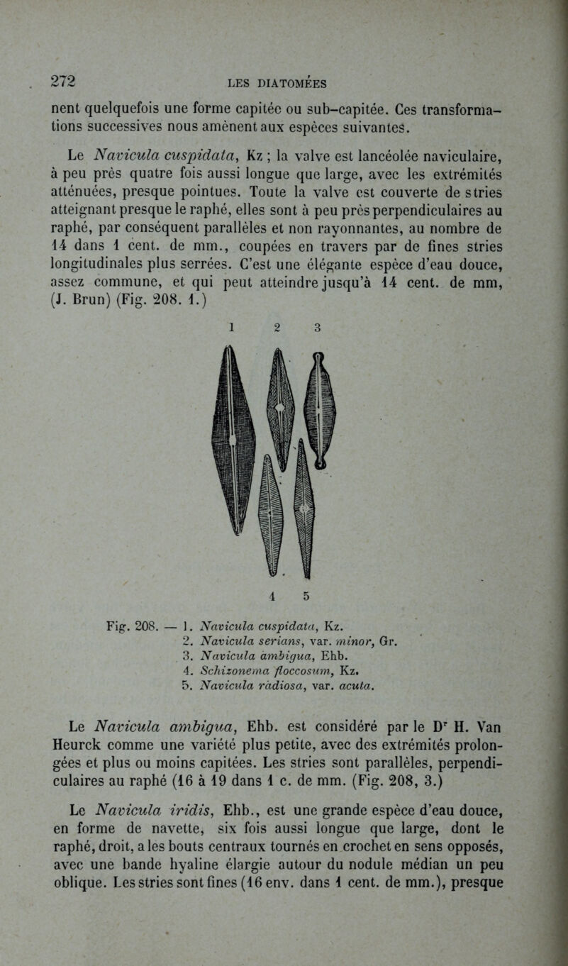 nent quelquefois une forme capitéc ou sub-capitée. Ces transforma- tions successives nous amènent aux espèces suivantes. Le Navicula cuspidata, Kz ; la valve est lancéolée naviculaire, à peu près quatre fois aussi longue que large, avec les extrémités atténuées, presque pointues. Toute la valve est couverte de stries atteignant presque le raphé, elles sont à peu près perpendiculaires au raphé, par conséquent parallèles et non rayonnantes, au nombre de 14 dans 1 cent, de mm., coupées en travers par de fines stries longitudinales plus serrées. C’est une élégante espèce d’eau douce, assez commune, et qui peut atteindre jusqu’à 14 cent, de mm, (J. Brun) (Fig. 208. 1.) 1 2 3 4 5 Fig. 208. — ]. Navicula cuspidata, Kz. 2. Navicula serians, var. minor, Gr. 3. Navicula dmhigua, Ehb. 4. Schizonema floccosum, Kz. 5. Navicula ràdiosa, var. acuta. Le Navicula ambigua, Ehb. est considéré par le Dr H. Van Heurck comme une variété plus petite, avec des extrémités prolon- gées et plus ou moins capitées. Les stries sont parallèles, perpendi- culaires au raphé (16 à 19 dans 1 c. de mm. (Fig. 208, 3.) Le Navicula iridis, Ehb., est une grande espèce d’eau douce, en forme de navette, six fois aussi longue que large, dont le raphé, droit, a les bouts centraux tournés en crochet en sens opposés, avec une bande hyaline élargie autour du nodule médian un peu oblique. Les stries sont fines (16 env. dans 1 cent, de mm.), presque