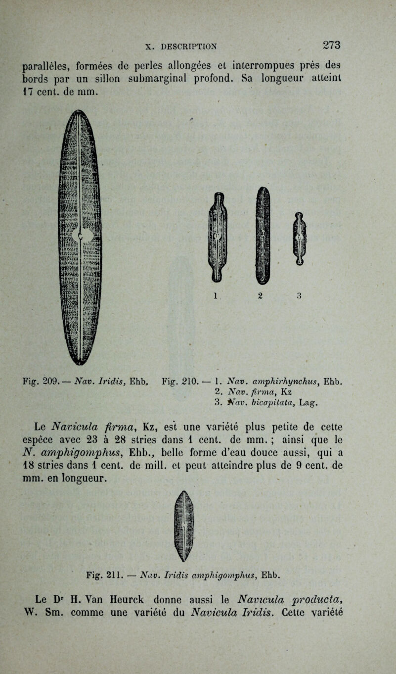 parallèles, formées de perles allongées et interrompues près des bords par un sillon submarginal profond. Sa longueur atteint 17 cent, de mm. Fig. 209.— Nav. Iridis, Ehb. Fig. 210. — 1. Nav. amphirhynchus, Ehb. 2. Nav. ferma, Kz 3. Nav. bicopitata, La g. Le Navicula firma, Kz, est une variété plus petite de cette espèce avec 23 à 28 stries dans 1 cent, de mm. ; ainsi que le N. amphigomphus, Ehb., belle forme d’eau douce aussi, qui a 18 stries dans 1 cent, de mill. et peut atteindre plus de 9 cent, de mm. en longueur. Fig. 211. — Nav. Iridis amphigomphus, Ehb. Le Dr H. Yan Heurck donne aussi le Navicula producta, W. Sm. comme une variété du Navicula Iridis. Cette variété