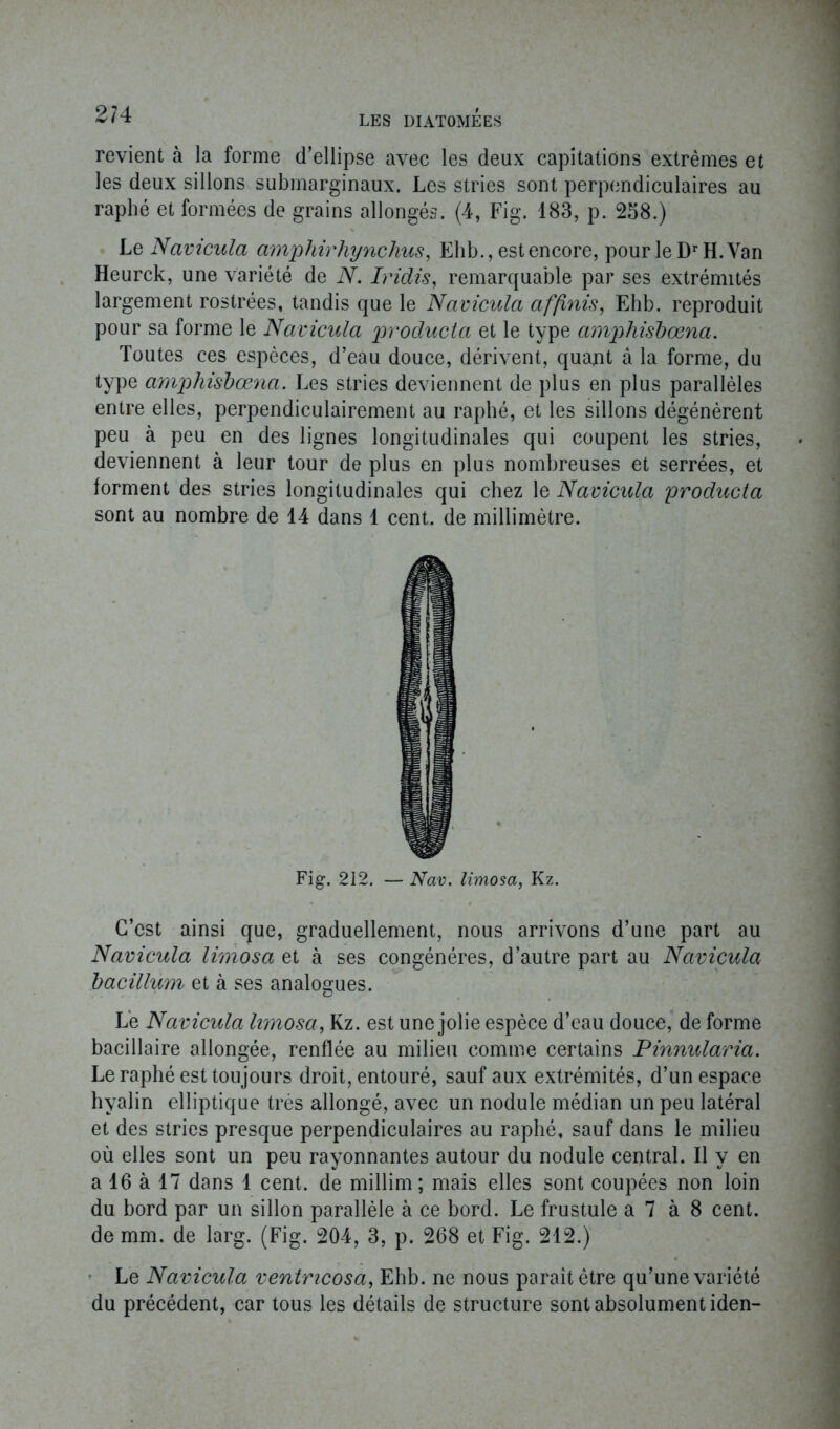 LES DIATOMEES revient à la forme d’ellipse avec les deux capitations extrêmes et les deux sillons submarginaux. Les stries sont perpendiculaires au raphé et formées de grains allongés. (4, Fig. 183, p. 258.) Le Navicula amphirhynchus, Ehb., est encore, pour le Dr H. Van Heurck, une variété de N. Iridis, remarquable par ses extrémités largement rostrées, tandis que le Navicula afjinis, Ehb. reproduit pour sa forme le Navicula producta et le type amphisbœna. Toutes ces espèces, d’eau douce, dérivent, quant à la forme, du type amphisbœna. Les stries deviennent de plus en plus parallèles entre elles, perpendiculairement au raphé, et les sillons dégénèrent peu à peu en des lignes longitudinales qui coupent les stries, deviennent à leur tour de plus en plus nombreuses et serrées, et forment des stries longitudinales qui chez le Navicula producta sont au nombre de 14 dans 1 cent, de millimètre. Fig. 212. — Nav. limosa, Kz. C’est ainsi que, graduellement, nous arrivons d’une part au Navicula limosa et à ses congénères, d’autre part au Navicula bacillum et à ses analogues. Lé Navicula limosa, Kz. est une jolie espèce d’eau douce, de forme bacillaire allongée, renflée au milieu comme certains Pinnularia. Le raphé est toujours droit, entouré, sauf aux extrémités, d’un espace hyalin elliptique très allongé, avec un nodule médian un peu latéral et des stries presque perpendiculaires au raphé, sauf dans le milieu où elles sont un peu rayonnantes autour du nodule central. Il y en a 16 à 17 dans 1 cent, de millim; mais elles sont coupées non loin du bord par un sillon parallèle à ce bord. Le frustule a 7 à 8 cent, de mm. de larg. (Fig. 204, 3, p. 268 et Fig. 212.) Le Navicula ventncosa, Ehb. ne nous paraît être qu’une variété du précédent, car tous les détails de structure sont absolument iden-