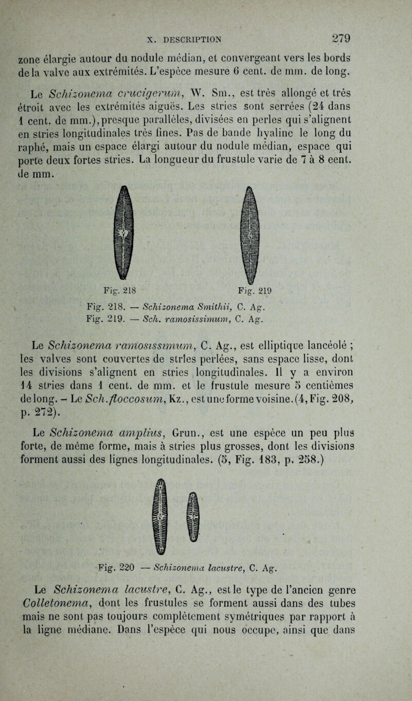 zone élargie autour du nodule médian, et convergeant vers les bords delà valve aux extrémités. L’espèce mesure 6 cent, de mm. de long. Le Schizonema crucigerum, W. Sm., est très allongé et très étroit avec les extrémités aiguës. Les stries sont serrées (24 dans 1 cent, de mm.),presque parallèles, divisées en perles qui s’alignent en stries longitudinales très fines. Pas de bande hyaline le long du raphé, mais un espace élargi autour du nodule médian, espace qui porte deux fortes stries. La longueur du frustule varie de 7 à 8 eent. de mm. Fig. 218 Fig. 219 Fig. 218. — Schizonema Smithii, C. Ag. Fig. 219. — Sch. ramosissimum, C. Ag. Le Schizonema ramosissimum, C. Ag., est elliptique lancéolé ; les valves sont couvertes de stries perlées, sans espace lisse, dont les divisions s’alignent en stries longitudinales. 11 y a environ L4 stries dans 1 cent, de mm. et le frustule mesure 5 centièmes de long. - Le Sch.floccosum, Kz., est une forme voisine. (4, Fig. 208, p. 272). Le Schizonema amplius, Grun., est une espèce un peu plus forte, de même forme, mais à stries plus grosses, dont les divisions forment aussi des lignes longitudinales. (5, Fig. 183, p. 258.) Rig. 220 — Schizonema lacustre, C. A g. Le Schizonema lacustre, C. Ag., est le type de l’ancien genre Colletonema, dont les frustules se forment aussi dans des tubes mais ne sont pas toujours complètement symétriques par rapport à la ligne médiane. Dans l’espèce qui nous occupe, ainsi que dans