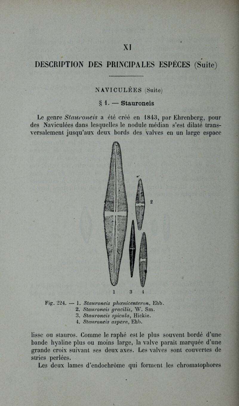 DESCRIPTION DES PRINCIPALES ESPÈCES (Suite) NÀVICULÉES (Suite) § 1. — Stauroneis Le genre Stauroneis a été créé en 1843, par Ehrenberg, pour des Naviculées dans lesquelles le nodule médian s’est dilaté trans- versalement jusqu’aux deux bords des valves en un large espace Fig. 224. — 1. Stauroneis phœnicenteron, Ehb. 2. Stauroneis gracilis, W. Sm. 3. Stauroneis spicula, Hickie. 4. Stauroneis aspera, Ehb. lisse ou stauros. Comme le raphé est le plus souvent bordé d’une bande hyaline plus ou moins large, la valve paraît marquée d’une grande croix suivant ses deux axes. Les valves sont couvertes de stries perlées. Les deux lames d’endochrôme qui forment les chromatophores \