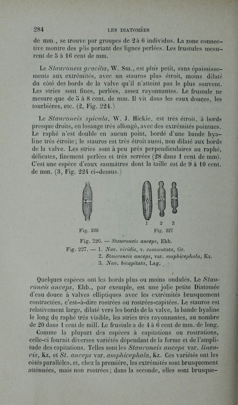 de mm., se trouve par groupes de 2à 6 individus. La zone connec- tive montre des plis portant des lignes perlées. Les frustules mesu- rent de o à 16 cent de mm. Le Stauroneis gracilis, \Y. Sm., est plus petit, sans épaississe- ments aux extrémités, avec un stauros plus étroit, moins dilaté du côté des bords de la valve qu'il n’atteint pas le plus souvent. Les stries sont fines, perlées, assez rayonnantes. Le frustule ne mesure que de 5 à 8 cent, de mm. Il vit dans les eaux douces, les tourbières, etc. (2, Fig. 224.) Le Stauroneis spicula, W. .1. Hickie, est très étroit, à bords presque droits, en losange très allongé, avec des extrémités pointues. Le raphé n’est double en aucun point, bordé d’une bande hya- line très étroite; le stauros est très étroit aussi, non dilaté aux bords de la valve. Les stries sont à peu près perpendiculaires au raphé, délicates, finement perlées et très serrées (28 dans 1 cent de mm). C’est une espèce d’eaux saumâtres dont la taille est de 9 à 10 cent, de mm. (3, Fig. 224 ci-dessus.) Fig. 226 Fig. 227 Fig. 226. — Stauroneis anceps, Ehb. Fig. 227. — 1. Nav. viridis, v. commutata, Gr. 2. Stauroneis anceps, var. amphicephala, Kz. 3. Nav. bicapitata, Lag. Quelques espèces ont les bords plus ou moins ondulés. Le Stau- roneis anceps. Ehb., par exemple, est une jolie petite Diatomée d’eau douce à valves elliptiques avec les extrémités brusquement contractées, c’est-à-dire rostrées ou rostrées-capitées. Le stauros est relativement large, dilaté vers les bords de la valve, la bande hyaline le long du raphé très visible, les stries très rayonnantes, au nombre de 20 dans 1 cent de mill. Le frustule a de 4 à 6 cent de mm. de long. Comme la plupart des espèces à capitations ou rostrations, celle-ci fournit diverses variétés dépendant de la forme et de l’ampli- tude des capitations. Telles sont les Stauroneis anceps var. linéa- risa Kz, et St. anceps var. amphicephala, Kz. Ces variétés ont les côtés parallèles, et, chez la première, les extrémités sont brusquement atténuées, mais non rostrées ; dans la seconde, elles sont brusque-